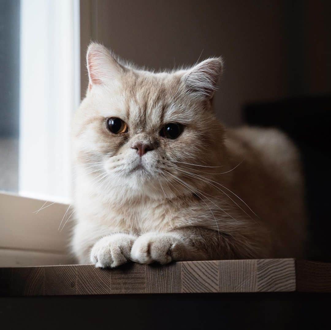 清水桜子のインスタグラム：「Hi, My name is Tam.  A new member has joined the family. We don't know his age because we took him from an animal shelter, but it's probably 3-5 years old. Are you surprised that he looks like Fuku? They look similar, but they have different personalities and physiques.  ＊  こちら我が家のニューファミリー、タムさんです！ 保護猫活動をされている @riotoshio さんより迎え入れました。 年齢はおそらく3〜5歳、エキゾチックなショートヘアーボーイです。 ふくに似すぎて混乱させてしまうかもしれませんが、、 性格も体格も（なんと5kg超え！）ちょっと違うんだよ😀」