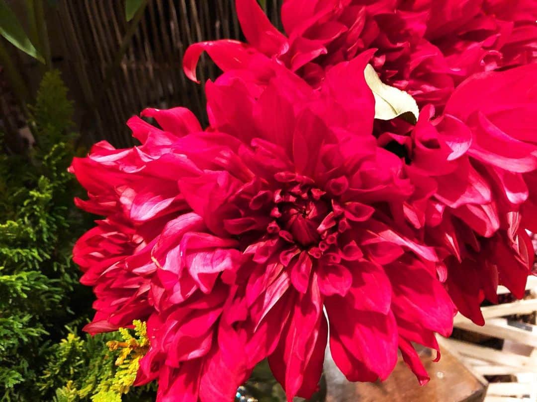 大越かず江さんのインスタグラム写真 - (大越かず江Instagram)「✨心にいつも✨  真っ赤な花に心惹かれて ! Σp[【◎】]ω･´)  シャクヤクの花言葉は 「威厳」「荘厳」「はにかみ」 この赤色は女性の強さの象徴✨  強くなる( ˘꒳​˘)✨  Lᵒᵛᵉ❤ᵧₒᵤ  ＬＯνЁ ゜・*:.。. ♡ｌｏυё♡.。.:*・゜  ✨ Always in my heart ✨  I was drawn to the bright red flowers !Σp [[◎]]ω・')  Peony flower language "Dignity" "Sonority" "Hanikami" This red color is a symbol of female strength ✨  Become stronger ( ˘꒳​˘)✨  Lᵒᵛᵉ❤ᵧₒᵤ  ＬＯνЁ ゜・*:.。. ♡ｌｏυё♡.。.:*・゜  #シミウスアンバサダーサポーターズ  #心  #heart  #花が好きな人と繋がりたい  #flowerlovers」7月30日 12時26分 - bluemoonseasky