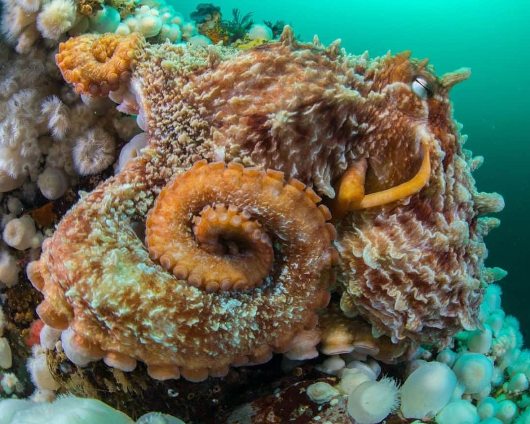 ナショナルジオグラフィックさんのインスタグラム写真 - (ナショナルジオグラフィックInstagram)「Photo by @paulnicklen  In the incredibly nutrient-rich waters off the coast of British Columbia, marine species have everything they need to grow big. Really big. The giant Pacific octopus, for example, gets larger than any of its cousins. The specimen currently holding the record for size measured 30 feet (9.1 m) across and weighed more than 600 lbs (272 kg). Don’t worry–I also find this fact hard to believe. On average, this species measures closer to 10 feet (3m) in length and weighs in around 110 lbs (50 kg). The octopus in this photo, taken at God's Pocket Marine Provincial Park, was slightly smaller than average but still incredibly impressive: He stole my underwater housing right out of my hands, then started trucking off into the murky depths to stash it in his den. I was blinded by the water that had flooded my mask from laughing, but I did eventually manage to find him and coax it back. Follow me @PaulNicklen for more close encounters. Photographed in #BC with @Mitty for @SeaLegacy. #NatureLovers #Octopus #Love #Beauty」7月30日 12時45分 - natgeo