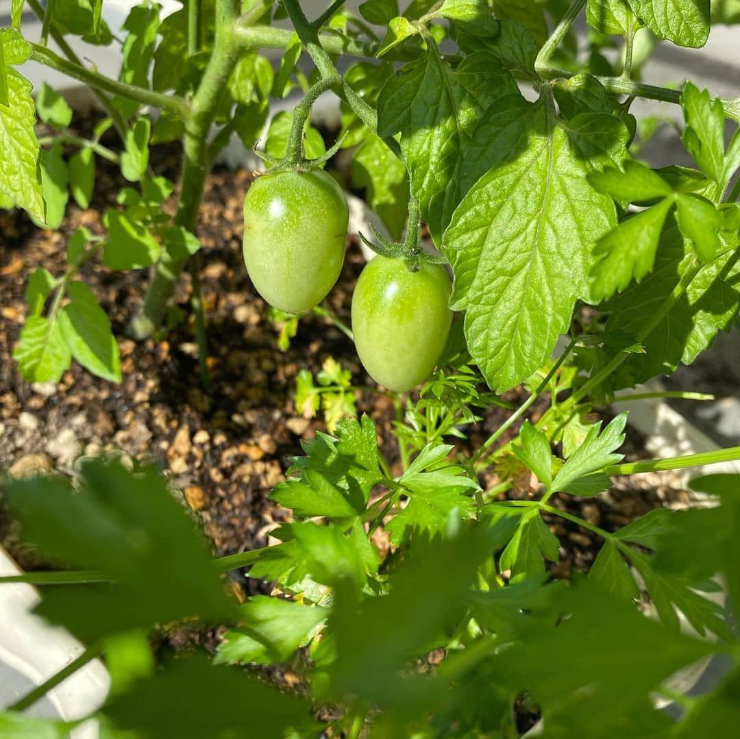 佐藤彩さんのインスタグラム写真 - (佐藤彩Instagram)「我が家のベランダ菜園🍅  番組でも話しましたが… ミニトマトのアイコは、まだまだ青いです😑  「アイコちゃん」と呼んでいたのですが、 「ちゃん付けで呼んでるうちは、まだまだ青いよ！笑」 な〜んて言われてしまいました。笑  今日も日差したっぷり☀️ 早く赤くな〜れ🍅 . . さて、昨日とおとといは「家庭菜園 現場リポート」というテーマで、番組にメッセージをお寄せいただきました😃 いろんな野菜が出てきて楽しかったですし、ズッキーニ人気が高いのもわかりましたねー😄  我が家では… ミニトマトが青いままの他、唐辛子はいつになったら実がなるのか、全く予測できない状態…🌶 実のなる系はまだまだです…  ただ、バジルやミントなどハーブ系、イタリアンパセリ、レタス、シマサンチュなどの葉物は元気🥬  皆さんのおうちの家庭菜園は、どのような感じですか？？  #家庭菜園 #ベランダ菜園 #ミニトマト #🍅 #アイコ #早く赤くなーれ  #リーフレタス #シマサンチュ #イタリアンパセリ  #バジル #ミント #唐辛子 #🌶 #実ったら #ペペロンチーノ作りたい #HBC #北海道放送 #アナウンサー #佐藤彩」7月30日 12時56分 - hbc_ayasato