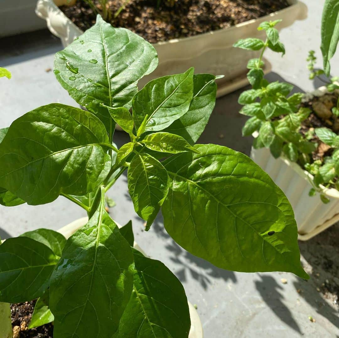 佐藤彩さんのインスタグラム写真 - (佐藤彩Instagram)「我が家のベランダ菜園🍅  番組でも話しましたが… ミニトマトのアイコは、まだまだ青いです😑  「アイコちゃん」と呼んでいたのですが、 「ちゃん付けで呼んでるうちは、まだまだ青いよ！笑」 な〜んて言われてしまいました。笑  今日も日差したっぷり☀️ 早く赤くな〜れ🍅 . . さて、昨日とおとといは「家庭菜園 現場リポート」というテーマで、番組にメッセージをお寄せいただきました😃 いろんな野菜が出てきて楽しかったですし、ズッキーニ人気が高いのもわかりましたねー😄  我が家では… ミニトマトが青いままの他、唐辛子はいつになったら実がなるのか、全く予測できない状態…🌶 実のなる系はまだまだです…  ただ、バジルやミントなどハーブ系、イタリアンパセリ、レタス、シマサンチュなどの葉物は元気🥬  皆さんのおうちの家庭菜園は、どのような感じですか？？  #家庭菜園 #ベランダ菜園 #ミニトマト #🍅 #アイコ #早く赤くなーれ  #リーフレタス #シマサンチュ #イタリアンパセリ  #バジル #ミント #唐辛子 #🌶 #実ったら #ペペロンチーノ作りたい #HBC #北海道放送 #アナウンサー #佐藤彩」7月30日 12時56分 - hbc_ayasato