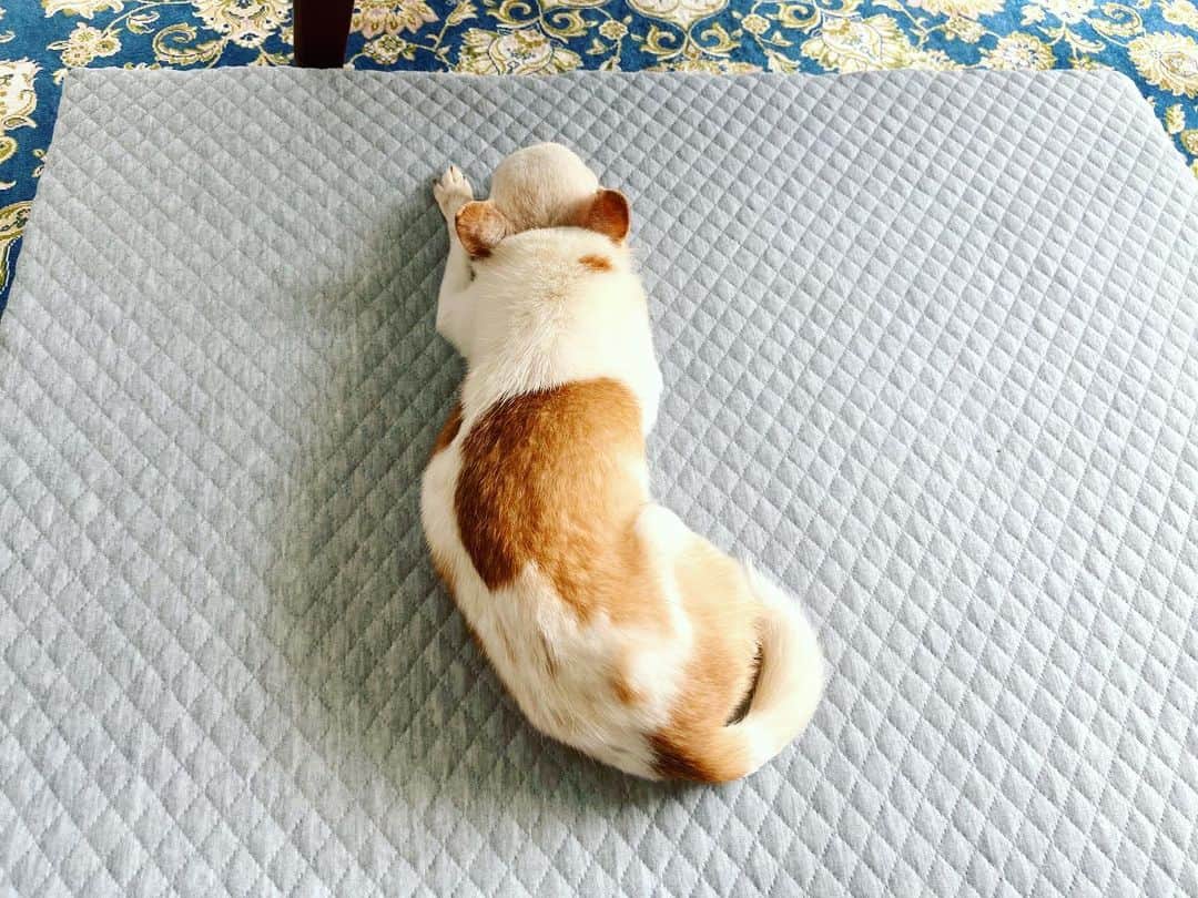 川田希さんのインスタグラム写真 - (川田希Instagram)「足腰弱くなってきたラテ爺さんに、体圧を分散して負担がかかりにくいという老犬向けベッドを購入。 Lサイズしか在庫がなく「大は小を兼ねる！」と思って買ってみたけどさすがにラテのベッドにしては大きい😆」7月30日 13時09分 - nozomikawata