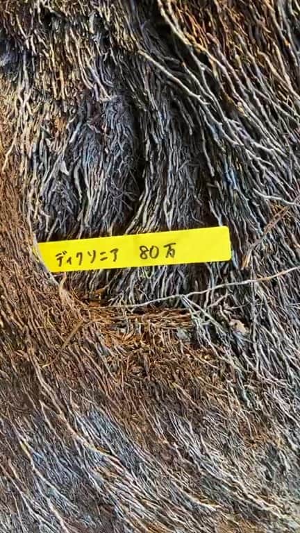 関義哉のインスタグラム