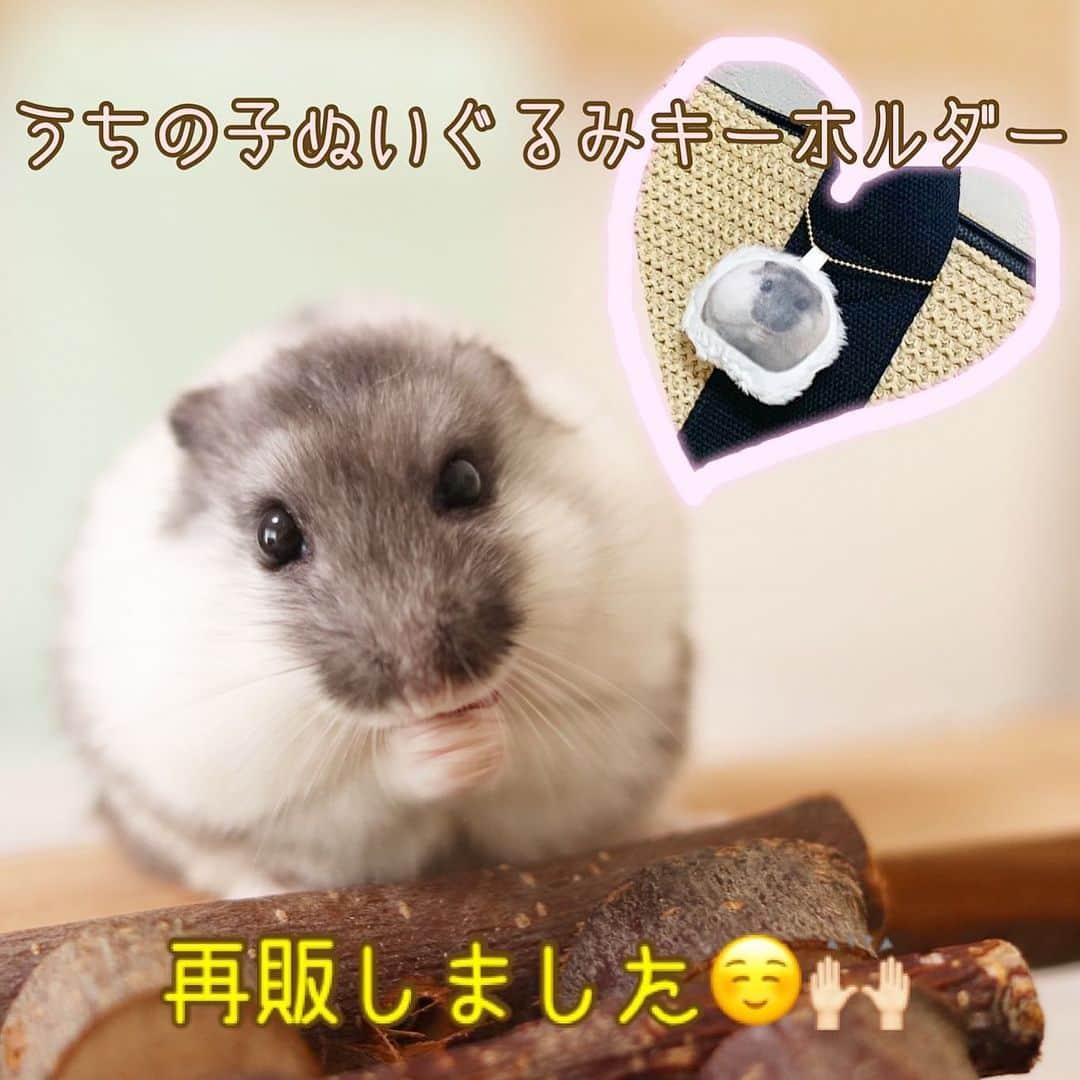 hamster_mocoのインスタグラム