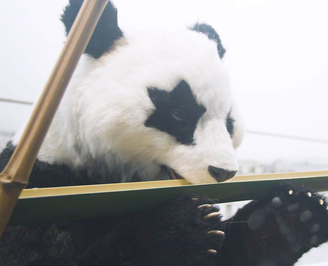 星星（セイセイ）さんのインスタグラム写真 - (星星（セイセイ）Instagram)「🎋😋 #流しそうめん #ガジガジ  #特製めんつゆ #レッツトライ  #うまっ❤️  . きょうの #ベラベラENGLISHは ...💯 🌟Yuck! 🌟マズッ🤮 . #星星 #パンダ #panda #pandagram #パンダ好きな人と繋がりたい #ZIP!」7月30日 14時27分 - seisei_panda