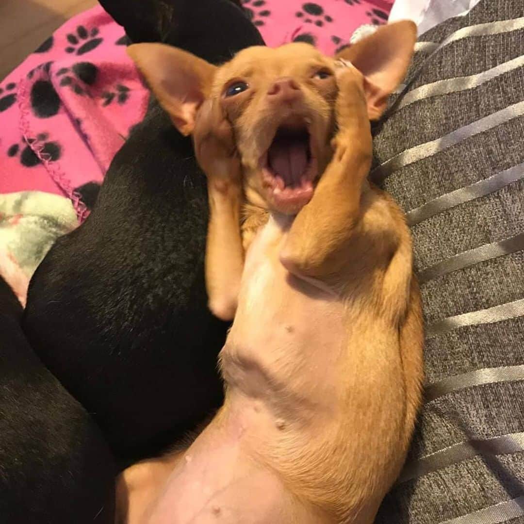 9GAGさんのインスタグラム写真 - (9GAGInstagram)「Me when people say I'm eating too much carbs 📸 @brie_the_chi - #chihuahua #carbs #9gag」7月30日 14時38分 - 9gag