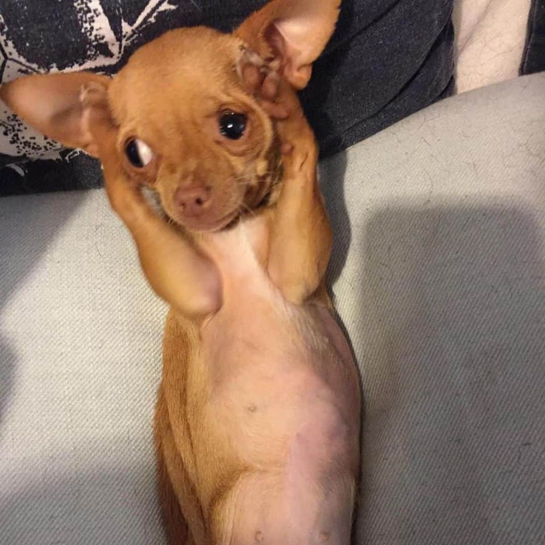 9GAGさんのインスタグラム写真 - (9GAGInstagram)「Me when people say I'm eating too much carbs 📸 @brie_the_chi - #chihuahua #carbs #9gag」7月30日 14時38分 - 9gag