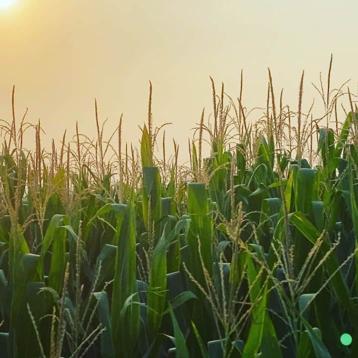 リカのインスタグラム