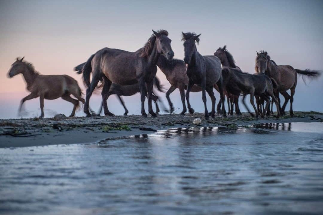 National Geographic Travelさんのインスタグラム写真 - (National Geographic TravelInstagram)「Photo by @amivitale  Before sunrise, wild horses drink water from the Danube where it meets the Black Sea in Romania. This was one of my favorite moments on our journey following the Danube in honor of legendary photographer Inge Morath for Danube Revisited: The Inge Morath Truck Project. The project was a photographic road trip along the Danube and a traveling exhibition of the work of the renowned Magnum photographer. The exhibition of her work from the Danube made its way back along the river, accompanied by eight female photographers to promote the power and potential of photography through night projections, artist talks, photo forums, and engaging in cultural exchange along the route.  A core motivation for all of us was to support the underrepresented female voice in documentary photography. We created a project that is for women, by women, and in the legacy of a pioneering woman. In line with this vision, Danube Revisited offered female photographers in the Danube region special exhibition and publishing opportunities as a part of the project.  Follow @amivitale for more stories about our connection to one another and the planet. @thephotosociety #danube #romania #blacksea #horses」7月30日 15時04分 - natgeotravel