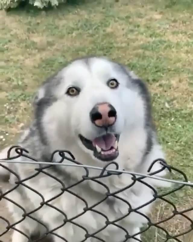 husky and malamuteのインスタグラム：「Hola，sweet boy..🥰  From @lottiee_mallen」