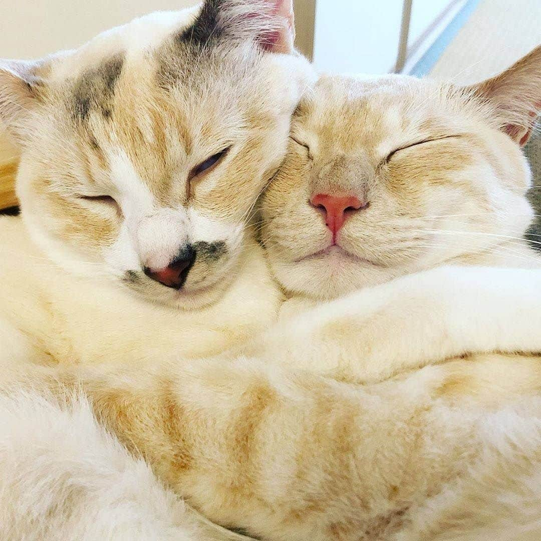 PECOねこ部さんのインスタグラム写真 - (PECOねこ部Instagram)「「むぎゅっと♡」 . #おいもともももちゃん💕 #仲良しすぎて #隙間がないね😳 #やさしい時間が #流れてる💗  素敵な投稿してくださったのは… @oimo210 さん 他にも素敵なお写真がたくさんあるので、ぜひ遊びに行ってみてくださいね♪  #ペコねこ部 をつけて投稿すると… PECOのSNSで楽しくご紹介させていただきます😋  #ねこ #猫 #ネコ #ねこ部 #にゃんこ #かわいい #cat #cats #catsofinstagram #cats_of_instagram #catstagram #kawaii #meow #catlover #おいもももねんねシリーズ #笹かま猫 #パステル三毛 # #保護猫 #仲良し #ラブラブ #love」7月30日 21時00分 - pecocats