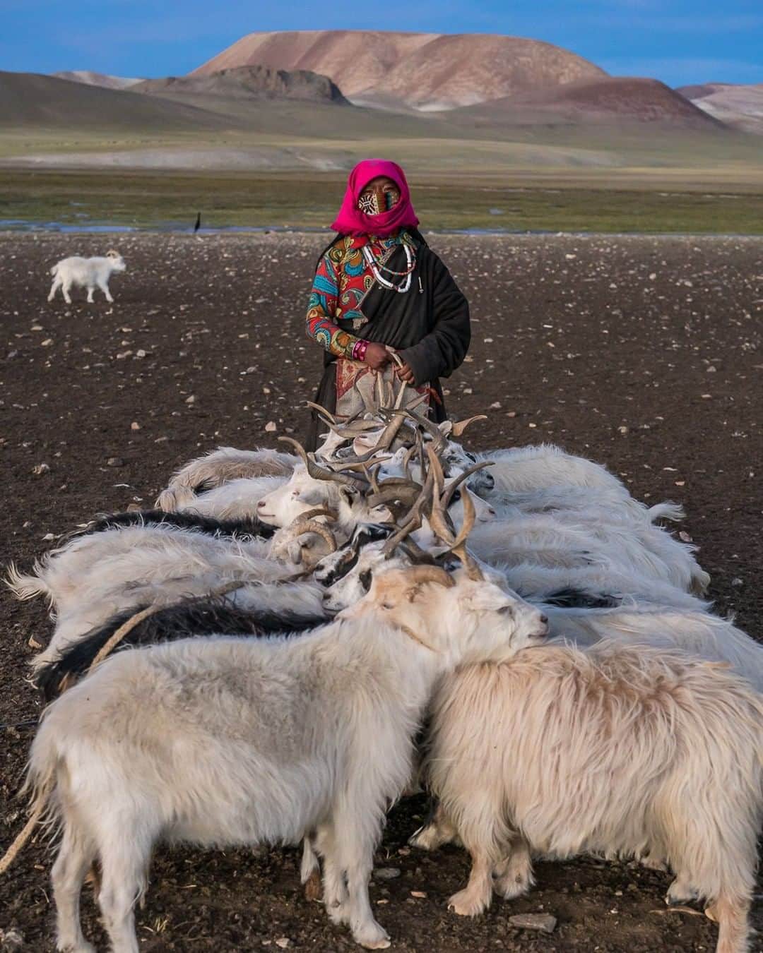 ナショナルジオグラフィックさんのインスタグラム写真 - (ナショナルジオグラフィックInstagram)「Photo by Brendan Hoffman @hoffmanbrendan  Gudong, who uses only one name per local custom, poses for a portrait before milking goats at the nomad camp where she lives with her family and several others, along the upper reaches of the Indus River in western Tibet. She used an imaginative system to keep the goats lined up for easy milking—winding a rope in and out of their horns until they were tied together in this arrangement, which they seemed completely accustomed to. Follow me @hoffmanbrendan for more human stories from around the world. #goats #tibet  Check out Nat Geo's link in bio for more on this story.」7月30日 15時40分 - natgeo