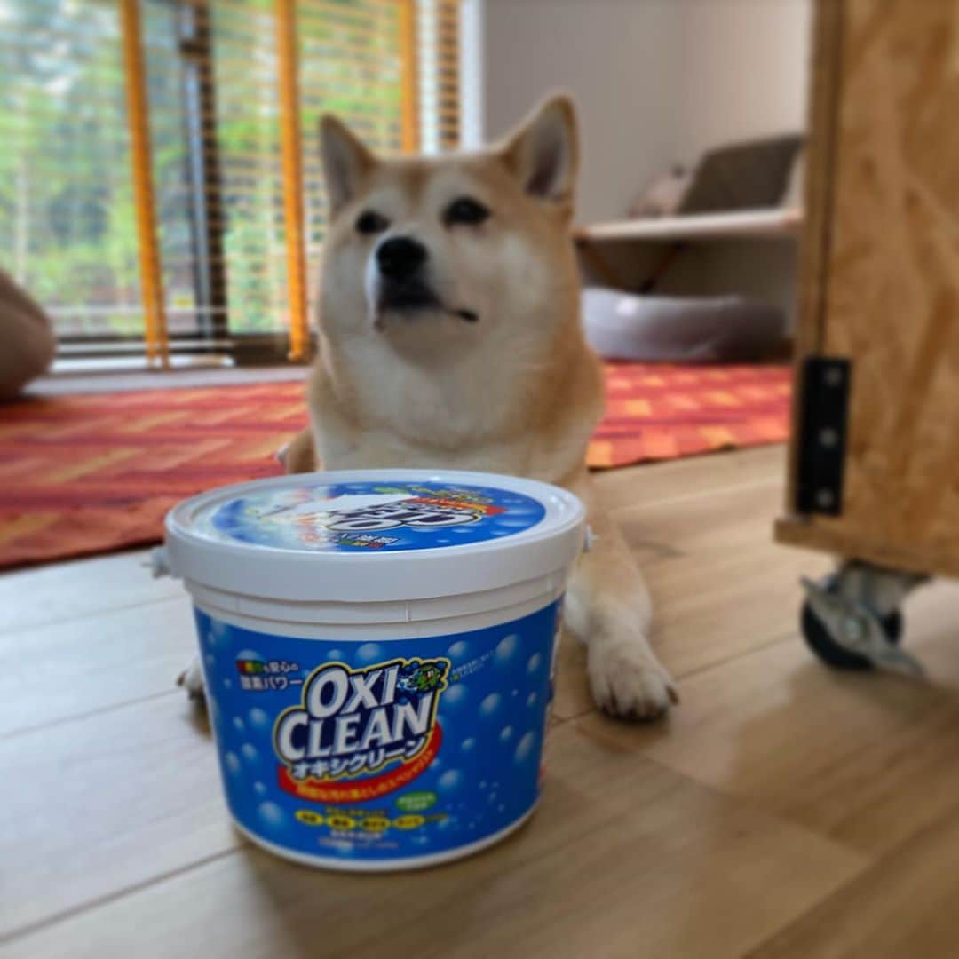 のインスタグラム：「マル子さんには関係ないけど かなり前にCostcoで買った大容量のOxiClean なんとなくうまく使えなかったんです。 しかし新しい家は給湯温度が60度まで上がるので、フキンの漂白に使ってみたら見事にキレイになったのです。 味をしめて今度はお風呂の椅子と桶を残り湯温めて漬けてみました。 これまた見事にキレイになった！ クセになりそうです。  #マル子  #oxiclean」