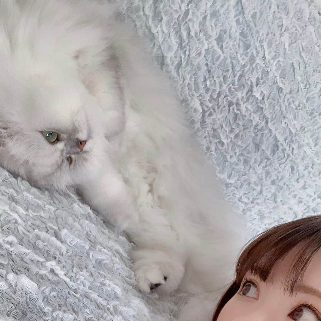 河西美希さんのインスタグラム写真 - (河西美希Instagram)「ミテルヨ👁  #毛むくじゃらの赤ん坊 #ソファーカバーしてからめっちゃ気持ちよさそうにしてる #かぁええ #ペルシャ猫 #チンチラシルバー #ねこすたぐらむ #ねこさん #ふぉーさん #CAT #ネッコ #猫 #🐈 #癒し」7月30日 16時40分 - mikipon1111