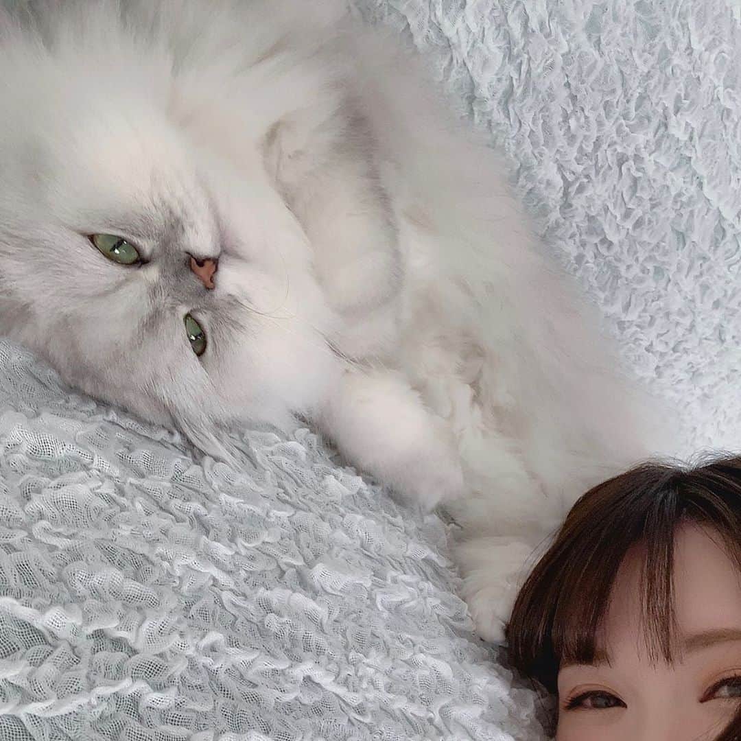 河西美希さんのインスタグラム写真 - (河西美希Instagram)「ミテルヨ👁  #毛むくじゃらの赤ん坊 #ソファーカバーしてからめっちゃ気持ちよさそうにしてる #かぁええ #ペルシャ猫 #チンチラシルバー #ねこすたぐらむ #ねこさん #ふぉーさん #CAT #ネッコ #猫 #🐈 #癒し」7月30日 16時40分 - mikipon1111