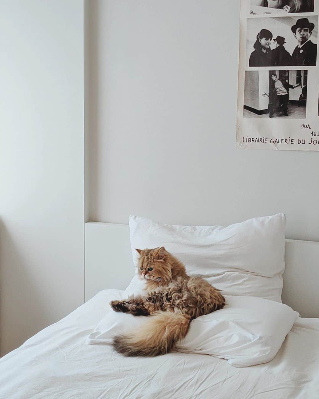 のインスタグラム：「Another peaceful morning with my little furball next to me. So grateful to have you in my life x」
