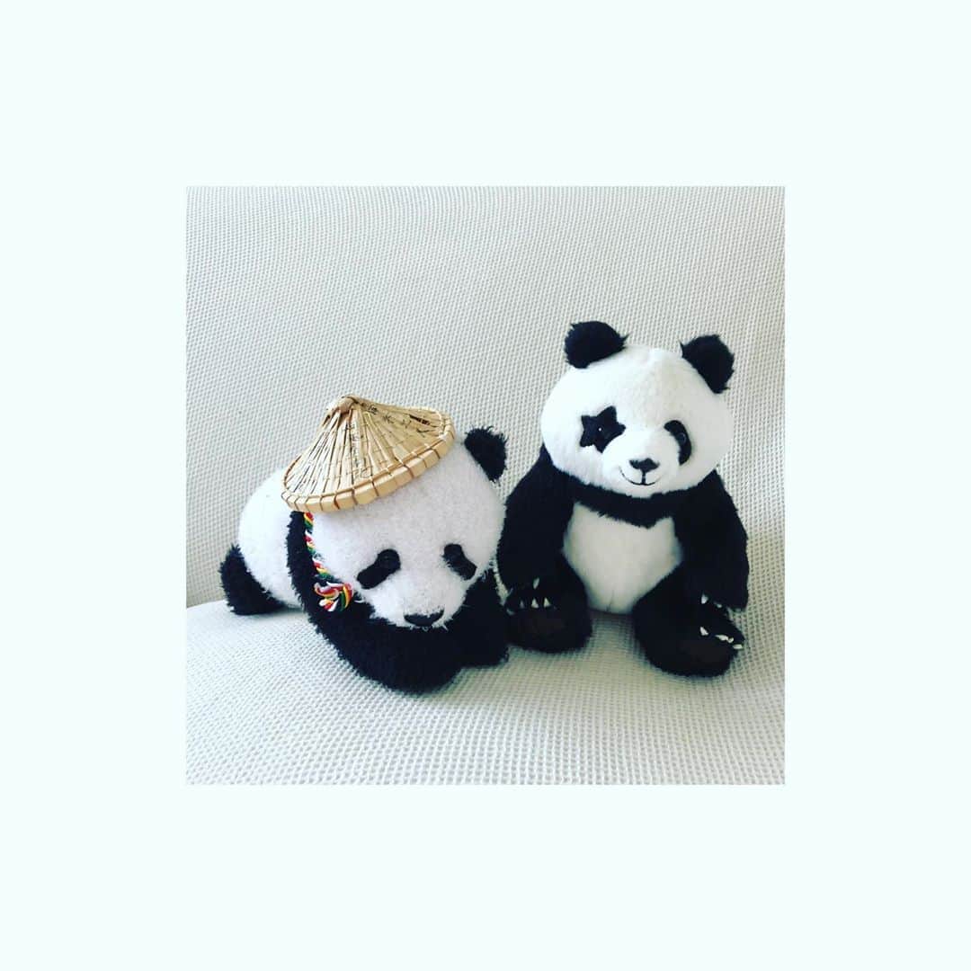 はなさんのインスタグラム写真 - (はなInstagram)「かまシャン meets 日テレ「ZIP!」にレギュラー出演中の星星(@seisei_panda)です。いつかリアル星星に会ってみたいな(⁎⁍̴̆Ɛ⁍̴̆⁎)He’s a tiny stuffed version of the giant panda bear “Sei Sei” who appears on Nittele “ZIP!” as an English teacher🐼He’s fluent in English, Chinese, and Japanese (a trilingual panda😵), and is a great dancer! His pointed head reminds me of Xiang’s father, Riri, and the star on his eye, the rock band, KISS🙄Hope to meet you in person&panda one day, Sei Sei😂 #星星のベラベラenglish」7月30日 17時01分 - hanalovestaco