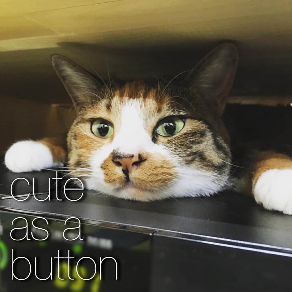 のインスタグラム：「“cute as a button”とは、可愛い小さなもの😍💕を愛でる時に使えるイディオムです❗️ ここで出てくる“button”は、お洋服のボタンではなく、お花の蕾🌷を指すそうです。 例えばこんな感じ… “I can’t wait to see my niece through video call! She is cute as a button!” 「姪っ子とビデオコールするのが、待ち切れない！本当に可愛いんだ👧🏻💕」 お花の蕾のように可愛い人や動物に出会った時、使ってみて下さいね😸 . そして今日はInternational Friendship Day!(世界友情デー) 国や文化を超えた友情が、世界平和を促進することを願って…🕊 . #usa #america #studyabroad #livinginamerica #idioms #phrases #cuteasabutton #kitty #niece #nephew #kawaii #button #アメリカ #アメリカ生活 #留学 #かわいい #姪っ子 #甥っ子 #猫 #表情がたまらない #英会話 #英語の勉強 #狭い所好き #ペット #癒し #internationalfriendshipday #フレンズ #親友 #友達 #友情」