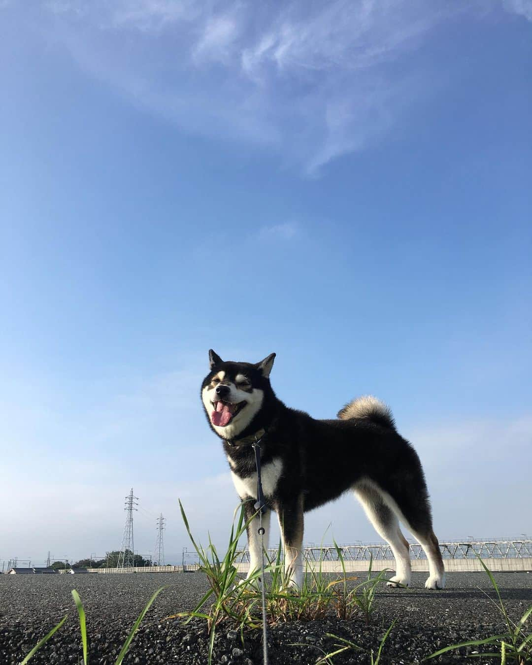 しんたさんのインスタグラム写真 - (しんたInstagram)「おー、久しぶりの #マロンと青空 仕事で行くとこ行くとこ雨だったから… ・ #わんだふるjapan#犬バカ部#いぬら部 #犬のいる暮らし#日本犬#黒柴#柴犬 #とよがわ#夕散歩#堤防 #イマソラ」7月30日 17時05分 - shinta67