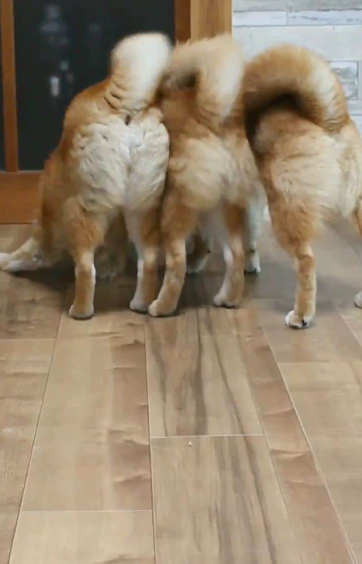 柴犬たま Shibainu Tamaのインスタグラム