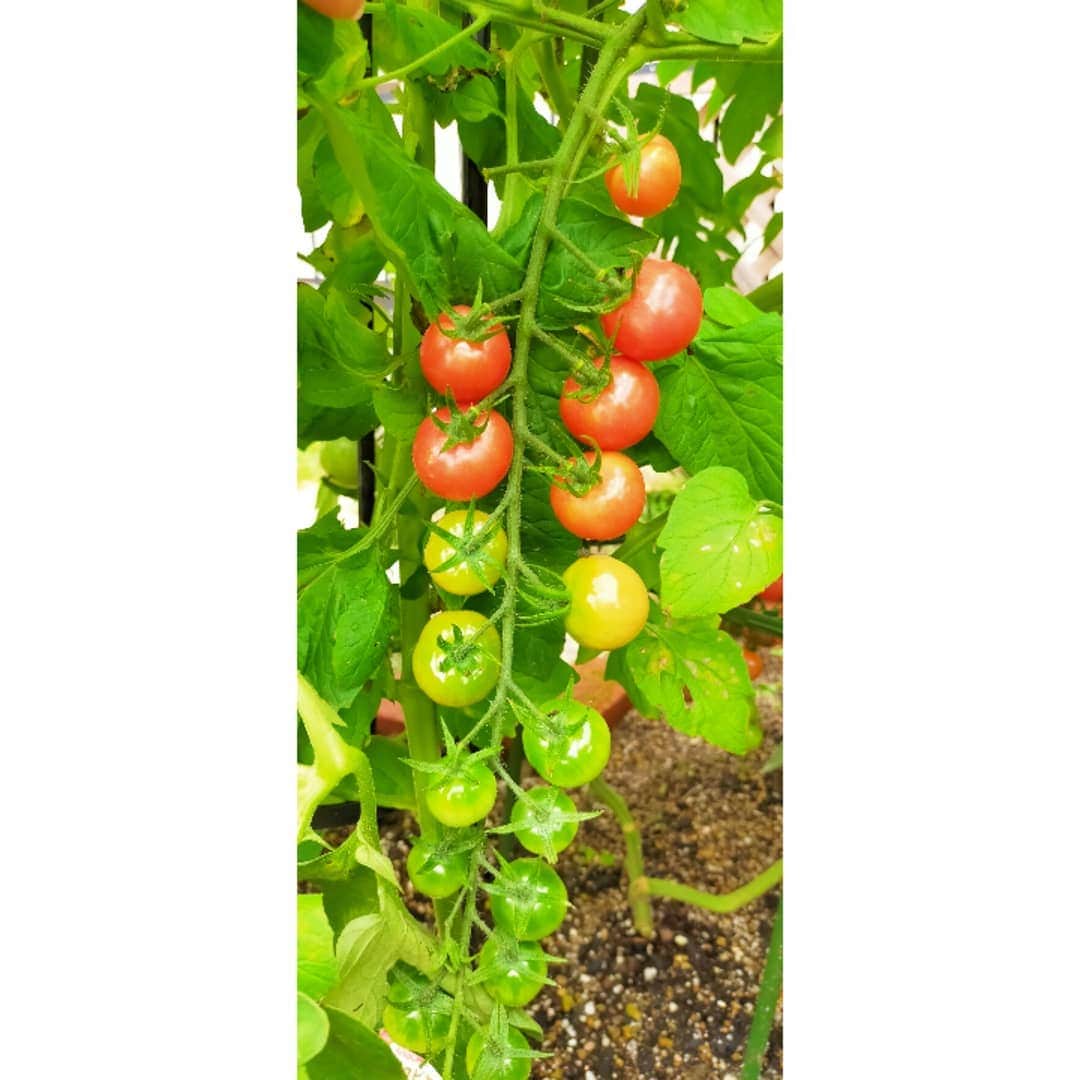 清水のぶよさんのインスタグラム写真 - (清水のぶよInstagram)「, 自宅のお庭で採れたトマトとバジルに モッツァレラチーズをどーん✨ 自宅で安心安全な野菜を収穫できるのが 本当に嬉しいです✨ , #食べたもので身体は作られる #家庭菜園 #野菜作り #野菜好き #トマト #とまと #バジル #モッツァレラチーズ」7月30日 17時15分 - meika_shimizu