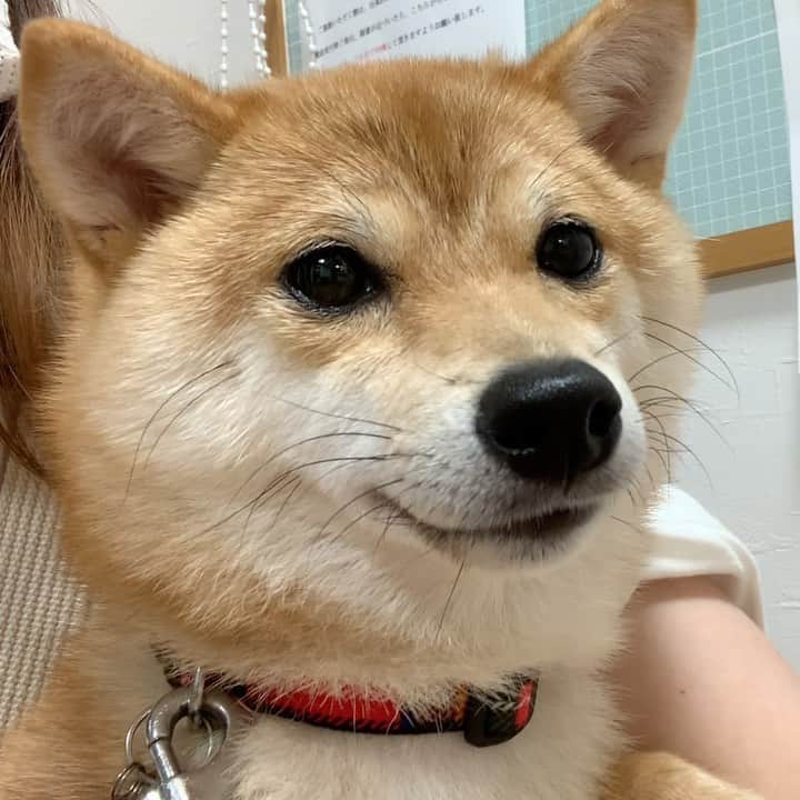 豆柴 サニーちゃんのインスタグラム