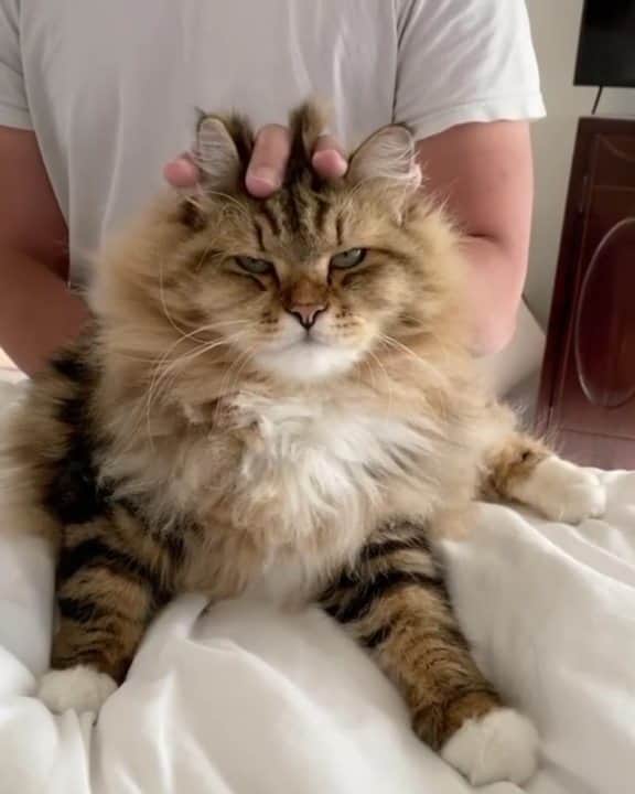 のインスタグラム：「[🔊]Hooman got promoted to expert meowssage therapist today  🎥@glenn.cat  Tag #MMGTW get a chance to be featured by @9gag , @meowed and 9GAG Cute⠀⠀⠀⠀⠀⠀⠀⠀ ⠀⠀⠀⠀⠀⠀⠀⠀ #meowed @meowed #MyMeowGotTalentWeek #MyMeowGotTalent #MMGTW #glenncat #soundon #volumeup #🔊」