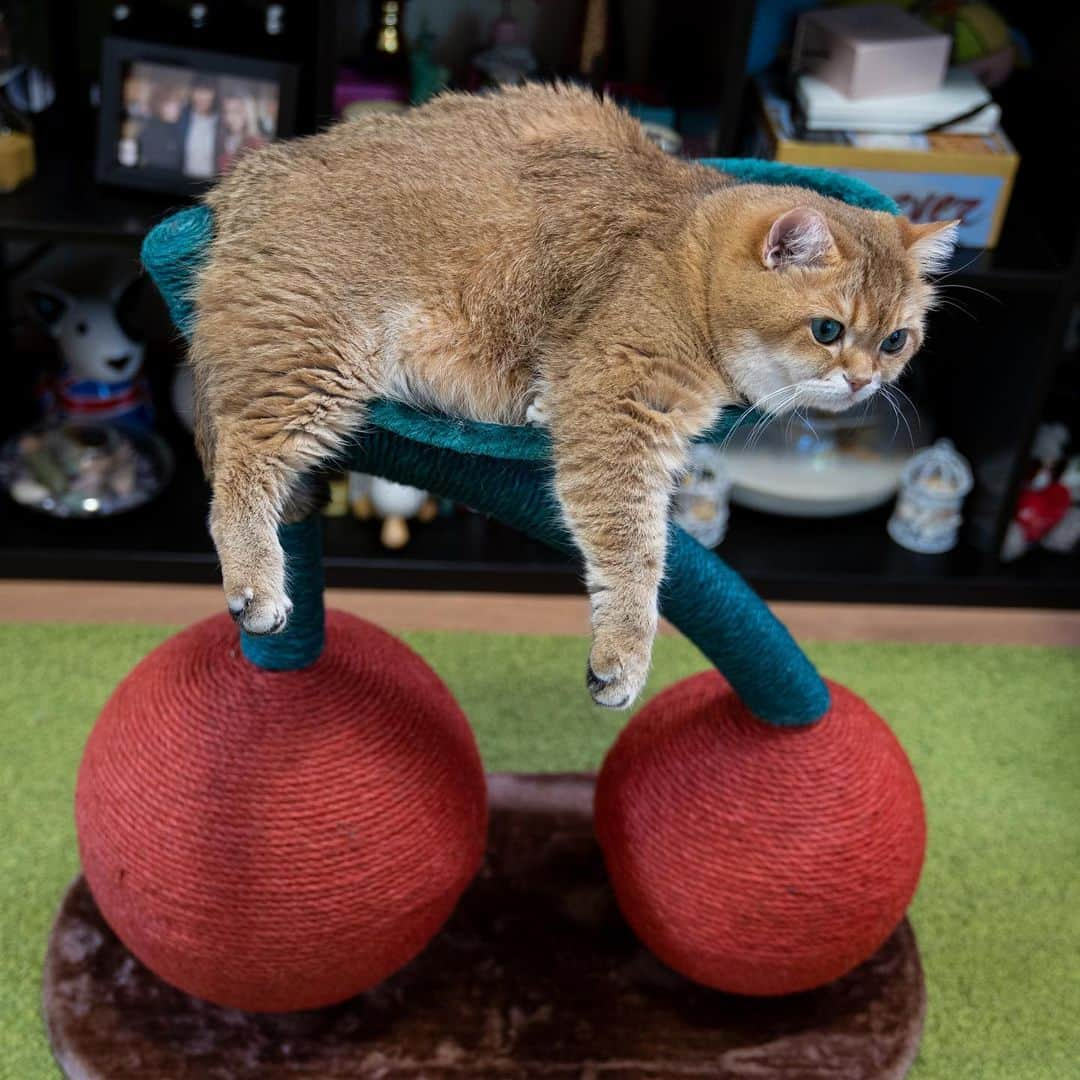 Hosicoさんのインスタグラム写真 - (HosicoInstagram)「Exercise bike 🚲」7月30日 18時32分 - hosico_cat