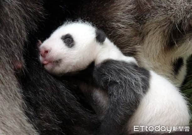 iPandaさんのインスタグラム写真 - (iPandaInstagram)「Giant panda Yuan Yuan’s second daughter born at Taipei Zoo has reunited with her mom for over a week, and they are getting along quite well. The baby was born on June 28. As she was slightly injured during the process of childbirth, she was temporarily separated with mom to be artificially fed. She began to live with Yuan Yuan on July 22 after being fully recovered.  (Photo credit: Taipei Zoo; special thank to ETtoday) 🐼 🐼 🐼 #Panda #iPanda #Cute #PandaPic #PandaNews #FriendshipMessenger #HowGiantPandasGrowUp」7月30日 18時35分 - ipandachannel