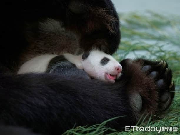 iPandaさんのインスタグラム写真 - (iPandaInstagram)「Giant panda Yuan Yuan’s second daughter born at Taipei Zoo has reunited with her mom for over a week, and they are getting along quite well. The baby was born on June 28. As she was slightly injured during the process of childbirth, she was temporarily separated with mom to be artificially fed. She began to live with Yuan Yuan on July 22 after being fully recovered.  (Photo credit: Taipei Zoo; special thank to ETtoday) 🐼 🐼 🐼 #Panda #iPanda #Cute #PandaPic #PandaNews #FriendshipMessenger #HowGiantPandasGrowUp」7月30日 18時35分 - ipandachannel