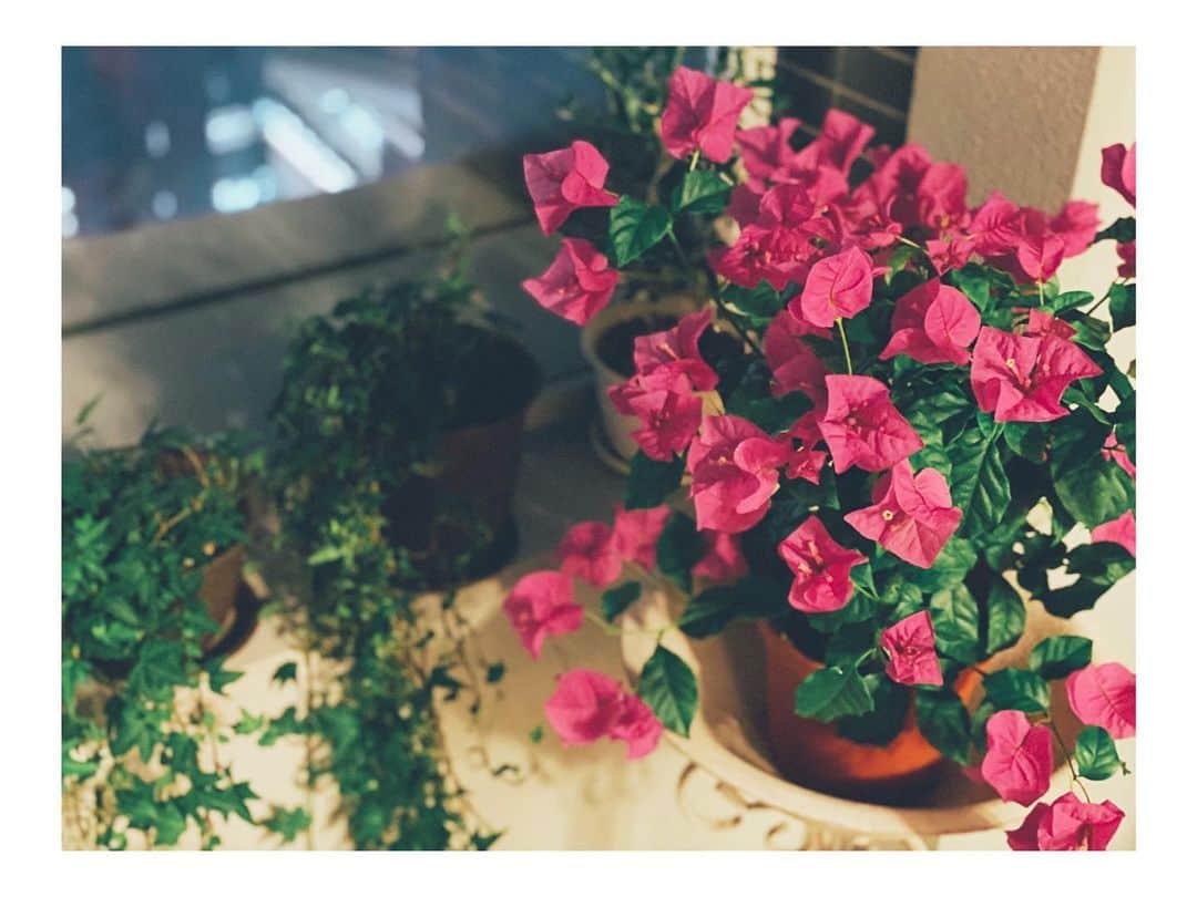 遠海まりこさんのインスタグラム写真 - (遠海まりこInstagram)「ブーゲンビリア﻿ ———————————————————————﻿ ﻿ ﻿ ﻿ ﻿ ﻿ ﻿ 日照時間が足りなくて元気なくなってきちゃった﻿ けど、まだまだ良い香りを放ってる﻿ ブーゲンビリア✨﻿ ﻿ ﻿ ﻿ ﻿ #bougainvillea #flowers #flower #summerflower #pinkbougainvillea #balcony #balconygarden」7月30日 18時54分 - marikotohmi99