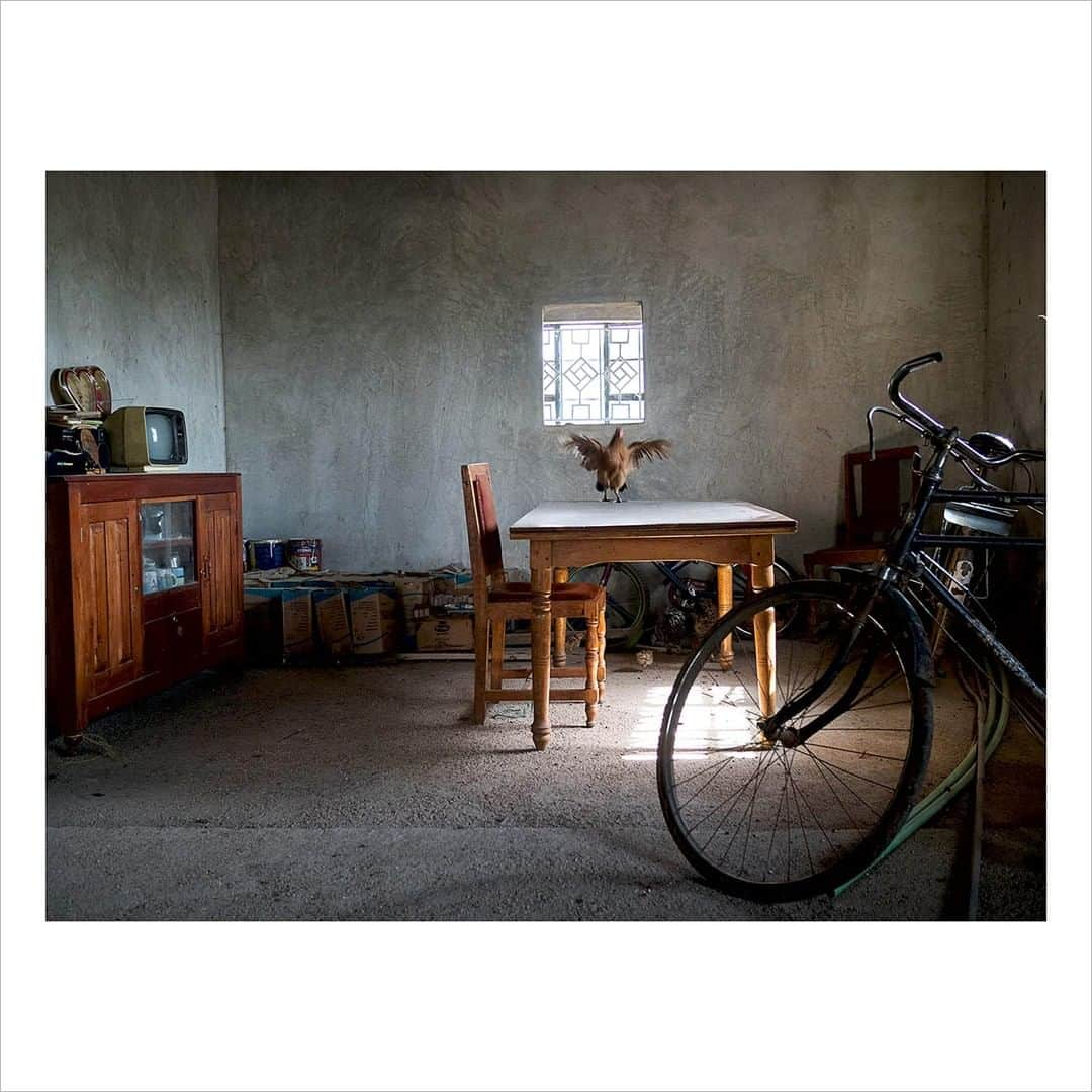 Magnum Photosさんのインスタグラム写真 - (Magnum PhotosInstagram)「“A year before this image was taken, a US non-profit started giving out the universal basic income in several villages in the region around Kisumu. One of the families that received this income bought cattle and bars for the windows of their unfinished house. For decades, if not centuries, charities and NGOs have been trying to figure out the right ways to help.” – @thomasdworzak⁠ .⁠ Solidarity, the July Magnum Square Print Sale, in support of the @naacp and in collaboration with @voguemagazine, is live until Sunday.⁠ .⁠ Build your photography collection with this unique opportunity to purchase signed or estate-stamped prints by over 100 of the world’s leading photographic artists for $100, with Magnum photographers and Vogue both donating 50% of their proceeds to National Association for the Advancement of Colored People (@naacp), the longest-running, and largest civil rights organization in the United States.⁠ .⁠ Link in bio to see the full selection.⁠ .⁠ PHOTO: Village near Lake Victoria, Kisumu area, Kenya. March 2018. ⁠ .⁠ © @thomasdworzak/#MagnumPhotos⁠ ⁠ #MAGNUMSQUARE #Solidarity #printsale」7月31日 5時01分 - magnumphotos