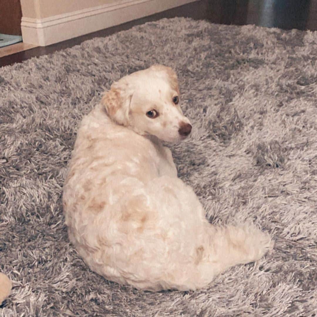 ジンジョー・リーのインスタグラム：「Thank you for coming into my life 💕 love u DoYou! Happy birthday 😍🥳 3yrs old boy!!! 😆🐶」