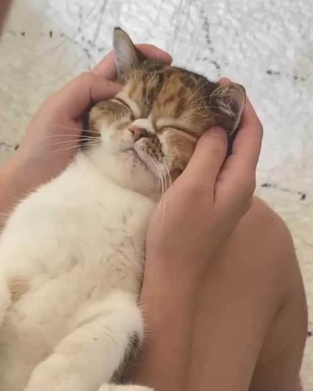 のインスタグラム：「[🔊]i booked my spa session today⠀ ⠀ 🎥@belle.beeboo⠀ ⠀ Tag #MMGTW get a chance to be featured by @9gag , @meowed and 9GAG Cute⠀⠀⠀⠀⠀⠀⠀⠀⠀ ⠀⠀⠀⠀⠀⠀⠀⠀⠀ #meowed @meowed #MyMeowGotTalentWeek #MyMeowGotTalent #MMGTW #bellebeeboo #BelleBelle #BeeBoo #exoticshorthair #HK #hongkongcat #🇭🇰 #spa #meownificent #adoptdontshop」