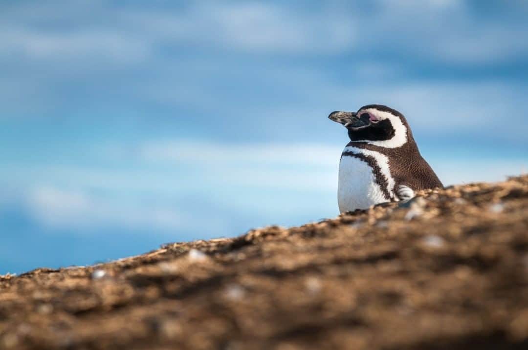 National Geographic Travelさんのインスタグラム写真 - (National Geographic TravelInstagram)「Photo by @michaelclarkphoto  A day with the penguins on Isla Magdalena near Punta Arenas, Chile. #penguins #islamagdalena #chile #puntaarenas」7月30日 21時07分 - natgeotravel