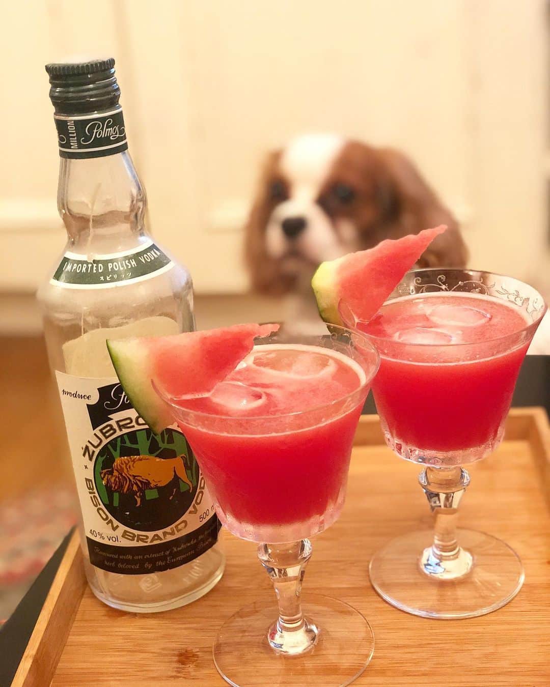 末井櫻子のインスタグラム：「🥂 　　 　　 この前のスイカで🍉 お父さんとカクテル作ってみた ☺︎ ✌︎     〜映り込みダニエルを添えて〜笑   　　 　　 #stayhome #おうち時間  #おうちバー  #スイカカクテル  #カクテル #スイカ  #キャバリア #キャバリアキングチャールズスパニエル  #愛犬との暮らし #愛犬  #cavalier #cavalierkingcharlesspaniel  #dog #dogstagram」