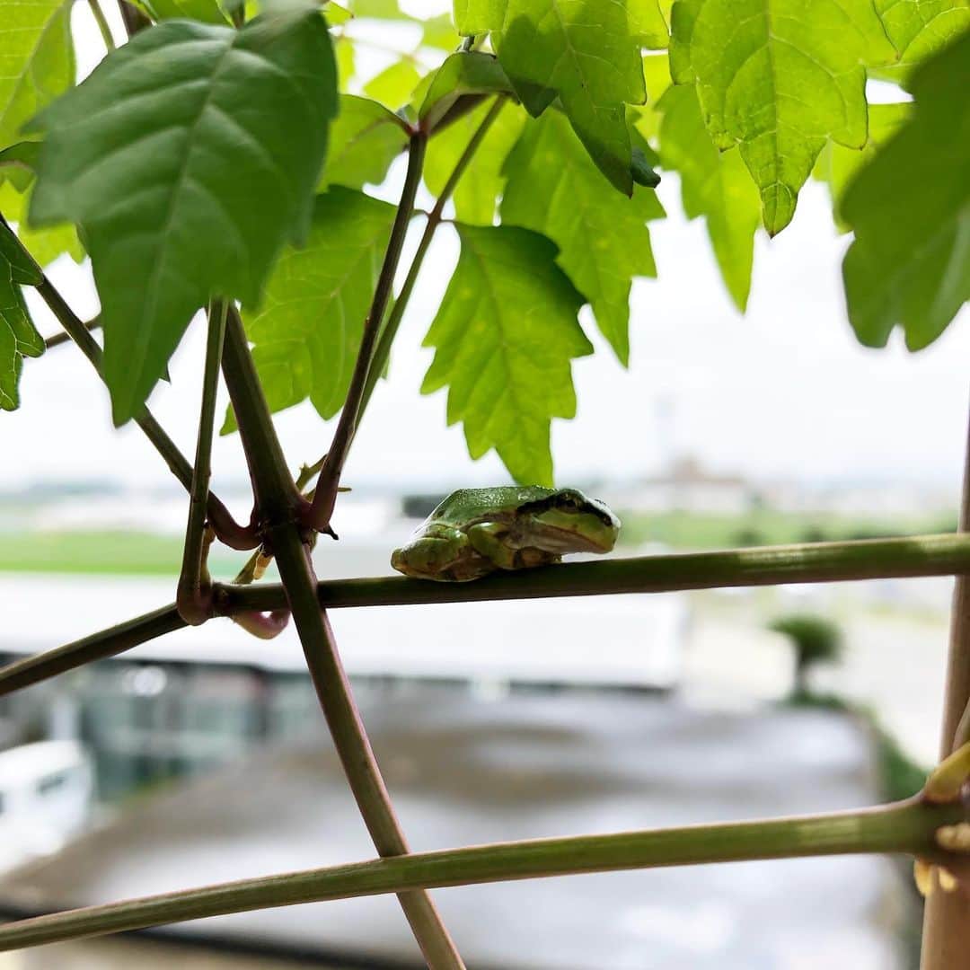 雨月衣のインスタグラム：「またベランダに 小指の先ほどの アマガエル。 2匹。 🐸🐸」