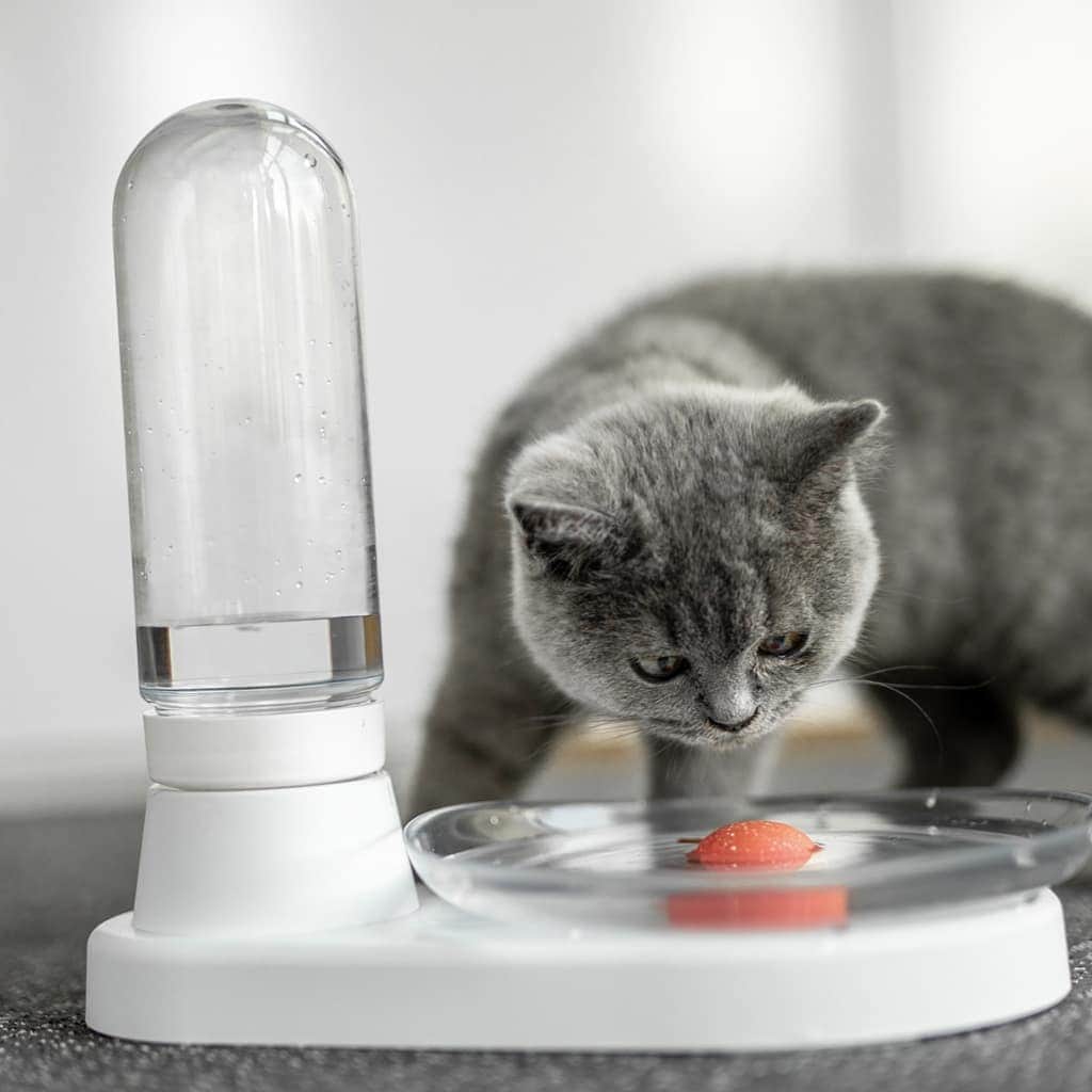Aww Clubさんのインスタグラム写真 - (Aww ClubInstagram)「Dear followers @meet_kittyspring a non-electric cat fountain.  KittySpring is non-electric, noiseless, whisker-friendly, stable, and has a multi-cat large dish that will give accessibility to more than one cat at the same time. It guarantees your cat’s water supply for 2 days, from the most cat-friendly bowl.  Live on Kickstarter. Hurry up to get you SUPER EARLY CAT offer for only 35$ LINK IN BIO @meet_kittyspring  📦@meet_kittysping  #meowed #bymeowed #waterfountain #hydrated #drinkwater #catfriendly #ad」7月30日 22時15分 - meowed
