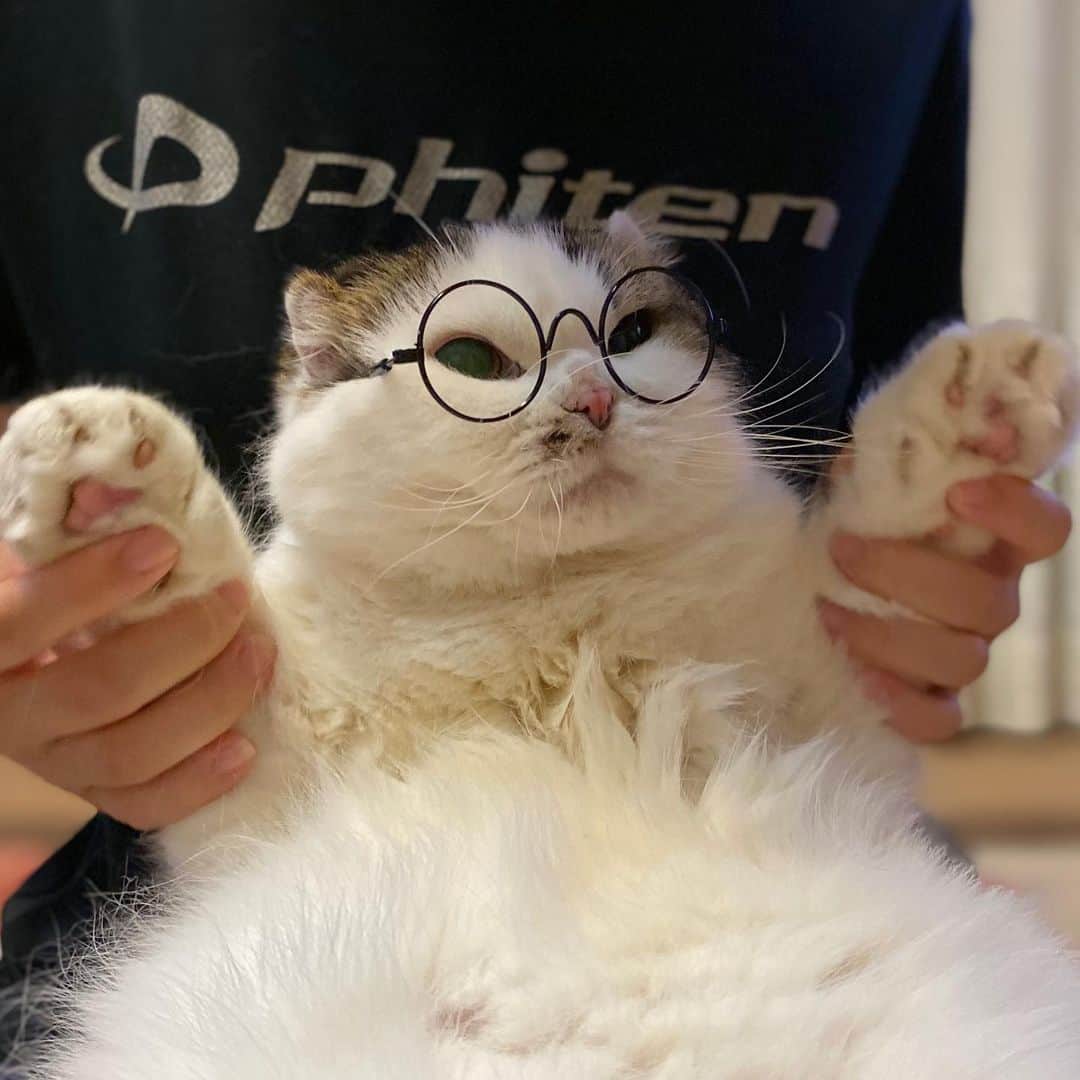 8n21のインスタグラム：「著者近影 #教科書に落書きはしないでね #眼鏡男子  #cats #ねこ部」