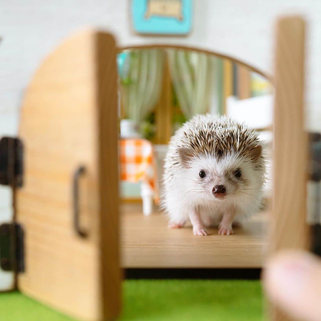 ダーシーのインスタグラム：「Welcome to my home🐨🏡✨」