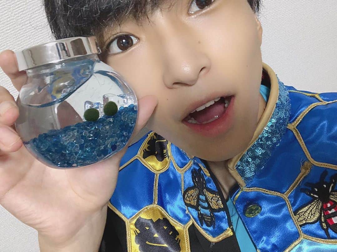 祭nine.のインスタグラム：「どーも！ 祭nine.テーマカラー青！ 髙崎 寿希也です！  ついに我が家に来ました、、 【マリモ】😶  こてつとだいてつです🙍‍♂️ みんな一緒に可愛いがろうね🥺  #祭nine. #じゅっきー　#マリモのいる暮らし　＃こてつとだいてつ　#たまにだいてつがこてつになって　#こてつがだいてつになる時もあるかも知れない　#そこは臨機応変やな😶」