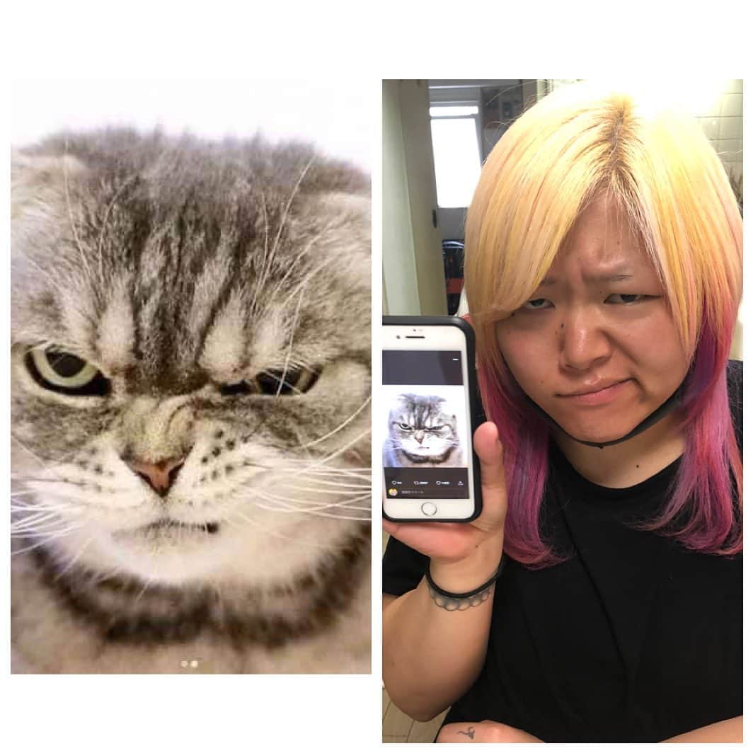 高橋奈苗さんのインスタグラム写真 - (高橋奈苗Instagram)「どうしよう、似すぎてる😂😂  #世志琥 #SEAdLINNNG #猫 #cat #こわい #angry #女子プロレス」7月30日 22時26分 - nanae_passion_