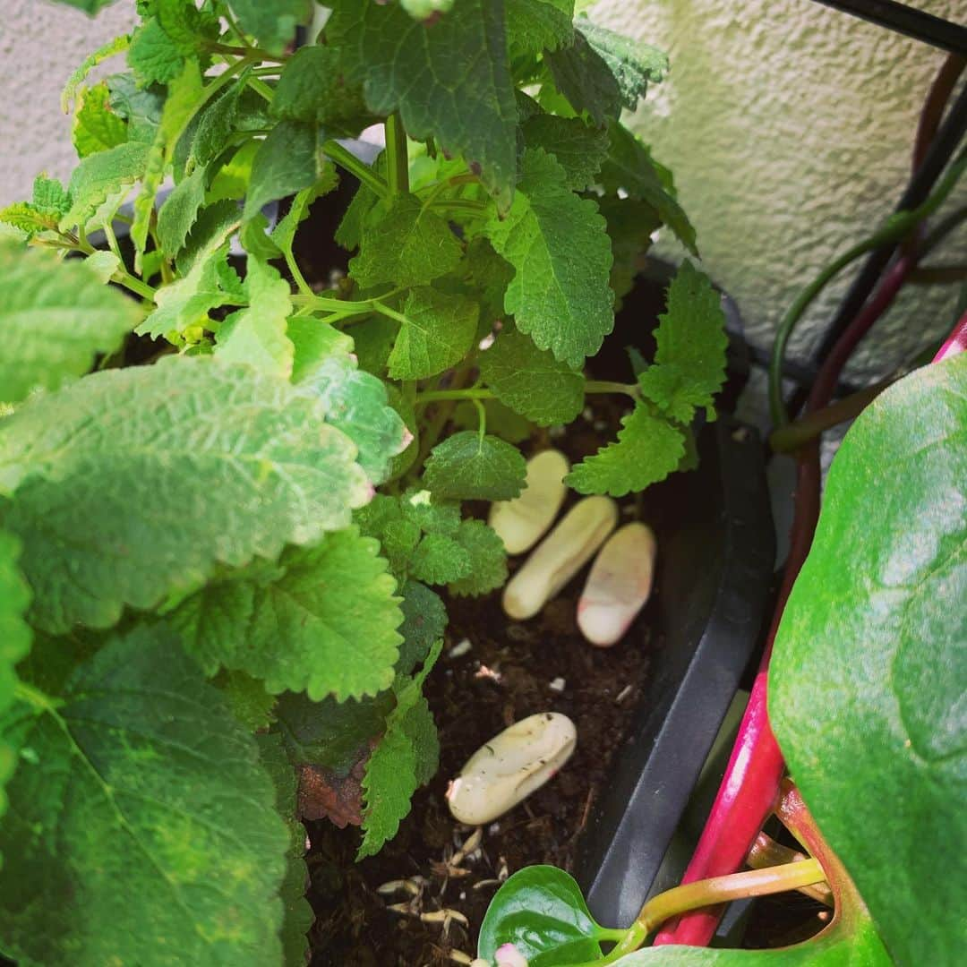 レイチェル・ブレイセンさんのインスタグラム写真 - (レイチェル・ブレイセンInstagram)「GOOD MORNING TO EVERYONE EXCEPT THE SNAKE (SNAKE!!!!!!) THAT DECIDED TO LAY EGGS IN MY LEMON MINT PLANT YESTERDAY🐍🥚🌱🥵😱😳😅」7月30日 23時00分 - yoga_girl