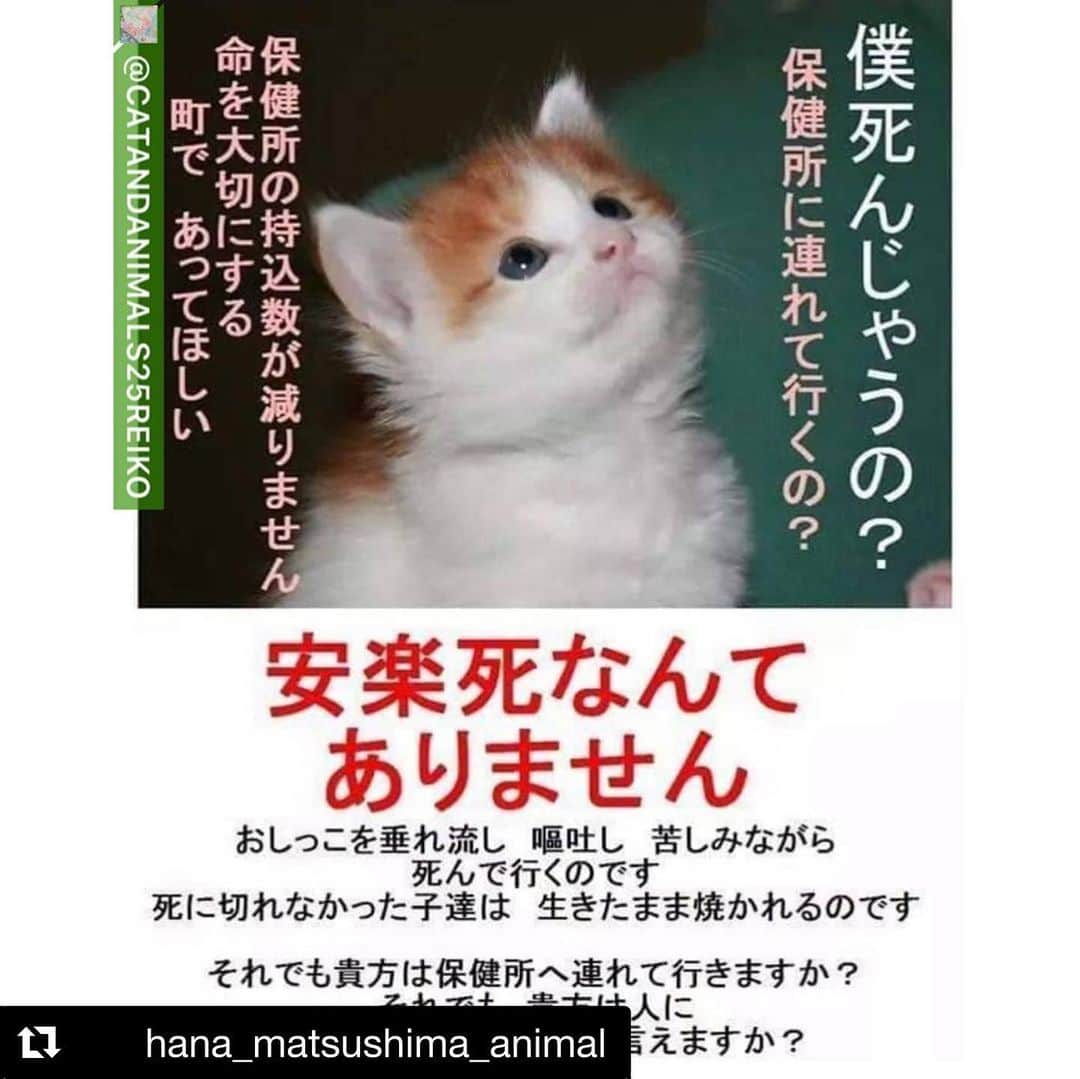 shibainu berryさんのインスタグラム写真 - (shibainu berryInstagram)「殺処分ゼロとは言っても、犬や猫を捨てる人はいなくならないし、迷子になった犬を探さない人もいなくならない…。 数値規制が実現された時に大量に犬や猫が保健所行きや捨てられることになるのは目に見えてる。その為のシェルターを作る署名があります✨　 @vivace_f さんのプロフィール欄からご協力お願いしますm(_ _)m  #Repost @hana_matsushima_animal with @get_repost ・・・ : 今日も…  @catandanimals25reiko さんの リポストです‼️ . 小松玲子さんは、 1、犬猫殺処分ゼロへの署名 2、ブリーダー規制、アニマルガーディアン （動物を守る機関）を求める署名を 立ち上げられました。 . 全国では、まだまだ殺処分が当たり前のように行われています(数は少ないですが、殺処分機の撤去など生かすための施設にシフトされた愛護センターもあります) . ④〜⑥枚目に少し古いデーター(平成29年度)になりますが、各都道府県の殺処分の表があります。 . 皆さんのお住まいの地域は、どうでしょうか。 . 令和元年度は、犬7.687頭、 猫30.757匹と犬猫合わせて約4万匹です。 . ⑦枚目のポスターは、 私が高校生の時に知り合いのお店やスタジオに貼って頂いていたものですが… その頃は、犬13万頭、猫23万匹。 驚くような数字です。 . そこで、ここ数ヶ月声をあげていた 数値規制問題ですが… 動物のための数値規制になることが もちろん1番の願いですが… でもそれが実現した時に、 もし多くの犬や猫がブリーダーから手放された時に行き場のない子が保健所に持ち込まれることが 予想されます。 . その時のための受皿をつくる 公設のシェルターを作りましょう❗️ と署名を立ち上げられました‼️ . 賛同頂ける方❗️ @vivace_f さんのプロフィールのURLから ご協力お願いします🙏🐕🐈 . . #花アニマル #殺処分ゼロ #ガス室撤去 #ドリームボックス廃止 #生かすためのセンターへ変わってください  . . @catandanimals25reiko #Regram #Repost via @PackeDApp #PackeDApp   犬猫殺処分が当たり前でない日本になることを願います。  生まれた子猫を川に捨てることも未だされています。 不妊手術するように、 命が大切だと、 動物虐待は犯罪だと、  呼びかけて、 動物への意識を変えていきましょう(;_;)  1、犬猫殺処分ゼロへの署名、  2、ブリーダー規制、アニマルガーディアン（動物を守る機関）を求める署名  これらの署名がまだの方は、お気軽にご連絡ください！DMの方で送らせていただきます！  #殺処分ゼロ#殺処分#犬猫殺処分#殺処分機#署名#嘆願書#動物シェルター#動物に優しい社会#動物保護#保護猫#保護犬#ブリーダー規制#数値規制#アニマルガーディアン#アニマルポリス#動物愛護#動物の権利#動物虐待は犯罪#猫好きさんと繫がりたい#犬好きさんと繫がりたい#ラベンダーリボン #一致団結しましょう」7月30日 23時01分 - shibainu.berry