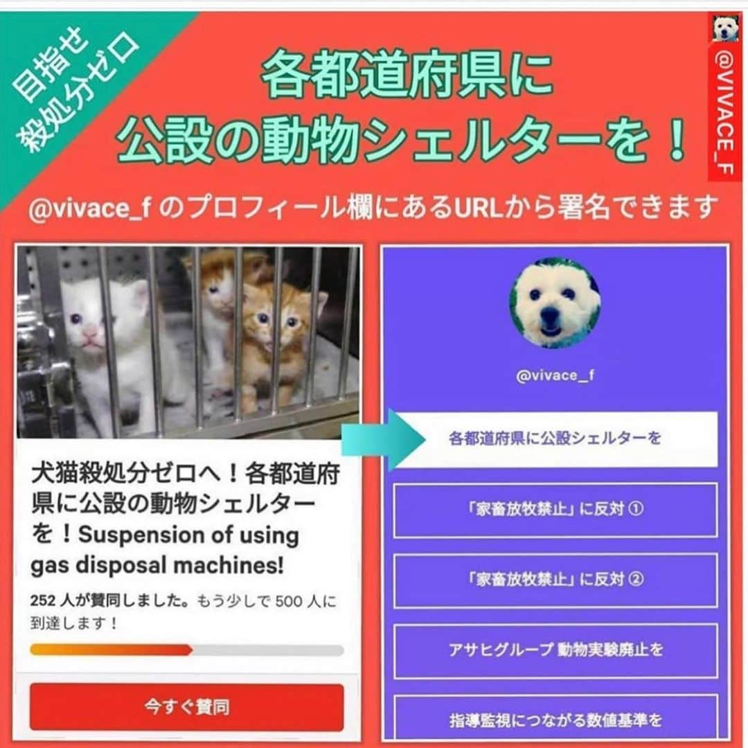 shibainu berryさんのインスタグラム写真 - (shibainu berryInstagram)「殺処分ゼロとは言っても、犬や猫を捨てる人はいなくならないし、迷子になった犬を探さない人もいなくならない…。 数値規制が実現された時に大量に犬や猫が保健所行きや捨てられることになるのは目に見えてる。その為のシェルターを作る署名があります✨　 @vivace_f さんのプロフィール欄からご協力お願いしますm(_ _)m  #Repost @hana_matsushima_animal with @get_repost ・・・ : 今日も…  @catandanimals25reiko さんの リポストです‼️ . 小松玲子さんは、 1、犬猫殺処分ゼロへの署名 2、ブリーダー規制、アニマルガーディアン （動物を守る機関）を求める署名を 立ち上げられました。 . 全国では、まだまだ殺処分が当たり前のように行われています(数は少ないですが、殺処分機の撤去など生かすための施設にシフトされた愛護センターもあります) . ④〜⑥枚目に少し古いデーター(平成29年度)になりますが、各都道府県の殺処分の表があります。 . 皆さんのお住まいの地域は、どうでしょうか。 . 令和元年度は、犬7.687頭、 猫30.757匹と犬猫合わせて約4万匹です。 . ⑦枚目のポスターは、 私が高校生の時に知り合いのお店やスタジオに貼って頂いていたものですが… その頃は、犬13万頭、猫23万匹。 驚くような数字です。 . そこで、ここ数ヶ月声をあげていた 数値規制問題ですが… 動物のための数値規制になることが もちろん1番の願いですが… でもそれが実現した時に、 もし多くの犬や猫がブリーダーから手放された時に行き場のない子が保健所に持ち込まれることが 予想されます。 . その時のための受皿をつくる 公設のシェルターを作りましょう❗️ と署名を立ち上げられました‼️ . 賛同頂ける方❗️ @vivace_f さんのプロフィールのURLから ご協力お願いします🙏🐕🐈 . . #花アニマル #殺処分ゼロ #ガス室撤去 #ドリームボックス廃止 #生かすためのセンターへ変わってください  . . @catandanimals25reiko #Regram #Repost via @PackeDApp #PackeDApp   犬猫殺処分が当たり前でない日本になることを願います。  生まれた子猫を川に捨てることも未だされています。 不妊手術するように、 命が大切だと、 動物虐待は犯罪だと、  呼びかけて、 動物への意識を変えていきましょう(;_;)  1、犬猫殺処分ゼロへの署名、  2、ブリーダー規制、アニマルガーディアン（動物を守る機関）を求める署名  これらの署名がまだの方は、お気軽にご連絡ください！DMの方で送らせていただきます！  #殺処分ゼロ#殺処分#犬猫殺処分#殺処分機#署名#嘆願書#動物シェルター#動物に優しい社会#動物保護#保護猫#保護犬#ブリーダー規制#数値規制#アニマルガーディアン#アニマルポリス#動物愛護#動物の権利#動物虐待は犯罪#猫好きさんと繫がりたい#犬好きさんと繫がりたい#ラベンダーリボン #一致団結しましょう」7月30日 23時01分 - shibainu.berry