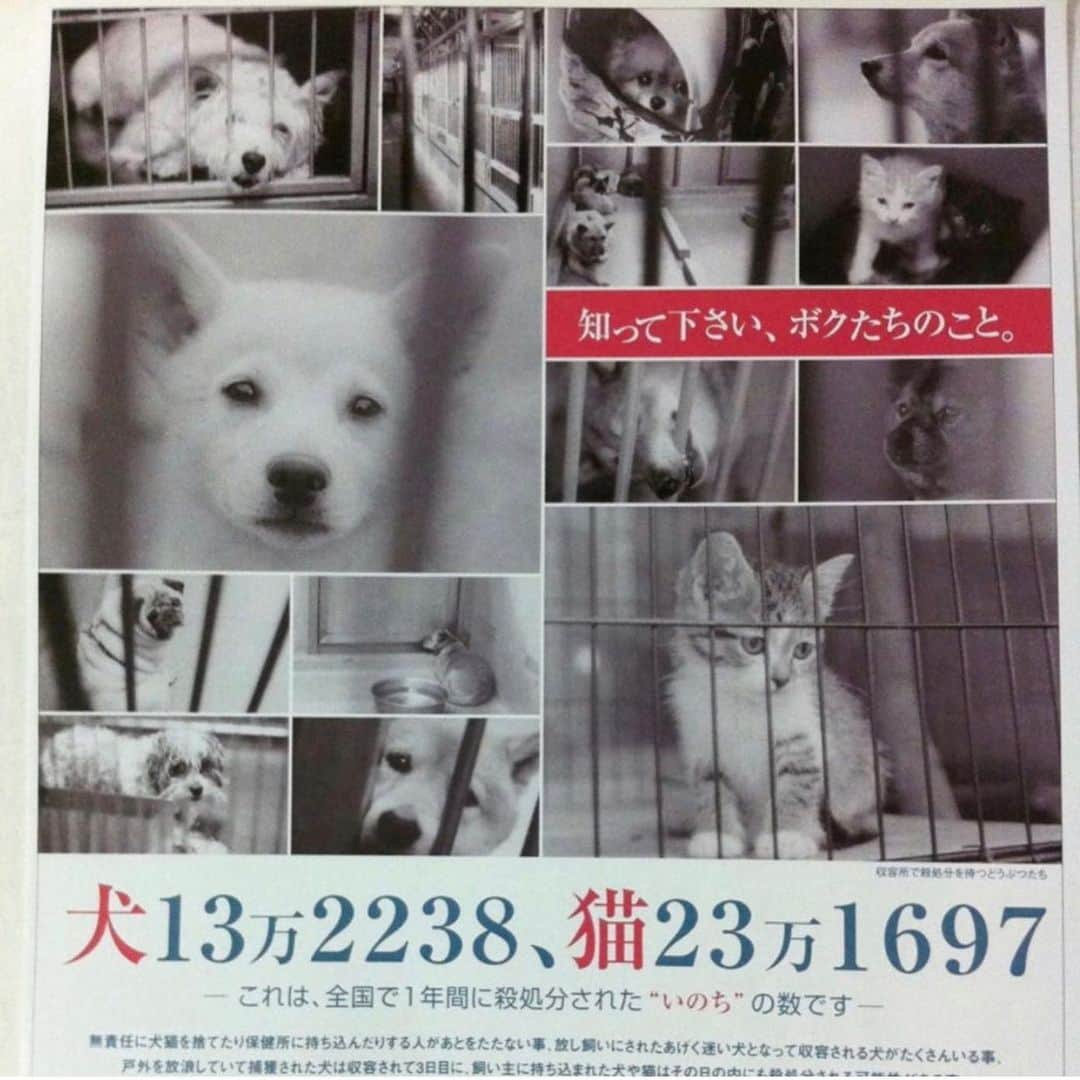 shibainu berryさんのインスタグラム写真 - (shibainu berryInstagram)「殺処分ゼロとは言っても、犬や猫を捨てる人はいなくならないし、迷子になった犬を探さない人もいなくならない…。 数値規制が実現された時に大量に犬や猫が保健所行きや捨てられることになるのは目に見えてる。その為のシェルターを作る署名があります✨　 @vivace_f さんのプロフィール欄からご協力お願いしますm(_ _)m  #Repost @hana_matsushima_animal with @get_repost ・・・ : 今日も…  @catandanimals25reiko さんの リポストです‼️ . 小松玲子さんは、 1、犬猫殺処分ゼロへの署名 2、ブリーダー規制、アニマルガーディアン （動物を守る機関）を求める署名を 立ち上げられました。 . 全国では、まだまだ殺処分が当たり前のように行われています(数は少ないですが、殺処分機の撤去など生かすための施設にシフトされた愛護センターもあります) . ④〜⑥枚目に少し古いデーター(平成29年度)になりますが、各都道府県の殺処分の表があります。 . 皆さんのお住まいの地域は、どうでしょうか。 . 令和元年度は、犬7.687頭、 猫30.757匹と犬猫合わせて約4万匹です。 . ⑦枚目のポスターは、 私が高校生の時に知り合いのお店やスタジオに貼って頂いていたものですが… その頃は、犬13万頭、猫23万匹。 驚くような数字です。 . そこで、ここ数ヶ月声をあげていた 数値規制問題ですが… 動物のための数値規制になることが もちろん1番の願いですが… でもそれが実現した時に、 もし多くの犬や猫がブリーダーから手放された時に行き場のない子が保健所に持ち込まれることが 予想されます。 . その時のための受皿をつくる 公設のシェルターを作りましょう❗️ と署名を立ち上げられました‼️ . 賛同頂ける方❗️ @vivace_f さんのプロフィールのURLから ご協力お願いします🙏🐕🐈 . . #花アニマル #殺処分ゼロ #ガス室撤去 #ドリームボックス廃止 #生かすためのセンターへ変わってください  . . @catandanimals25reiko #Regram #Repost via @PackeDApp #PackeDApp   犬猫殺処分が当たり前でない日本になることを願います。  生まれた子猫を川に捨てることも未だされています。 不妊手術するように、 命が大切だと、 動物虐待は犯罪だと、  呼びかけて、 動物への意識を変えていきましょう(;_;)  1、犬猫殺処分ゼロへの署名、  2、ブリーダー規制、アニマルガーディアン（動物を守る機関）を求める署名  これらの署名がまだの方は、お気軽にご連絡ください！DMの方で送らせていただきます！  #殺処分ゼロ#殺処分#犬猫殺処分#殺処分機#署名#嘆願書#動物シェルター#動物に優しい社会#動物保護#保護猫#保護犬#ブリーダー規制#数値規制#アニマルガーディアン#アニマルポリス#動物愛護#動物の権利#動物虐待は犯罪#猫好きさんと繫がりたい#犬好きさんと繫がりたい#ラベンダーリボン #一致団結しましょう」7月30日 23時01分 - shibainu.berry