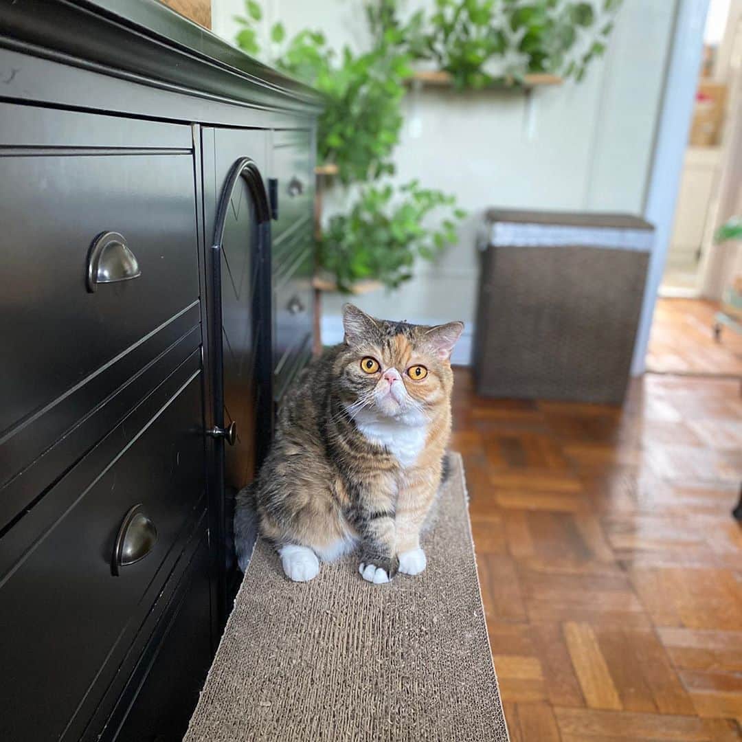Tinaのインスタグラム：「My sidekick 🥰」