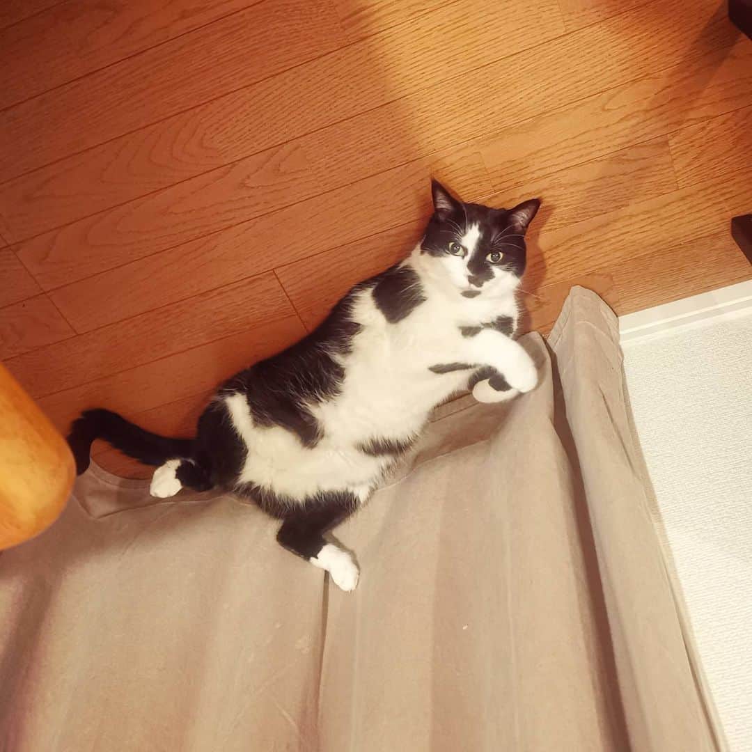 リアド偉武のインスタグラム：「Look for a new angle🐄 #blackandwhitecatbon」