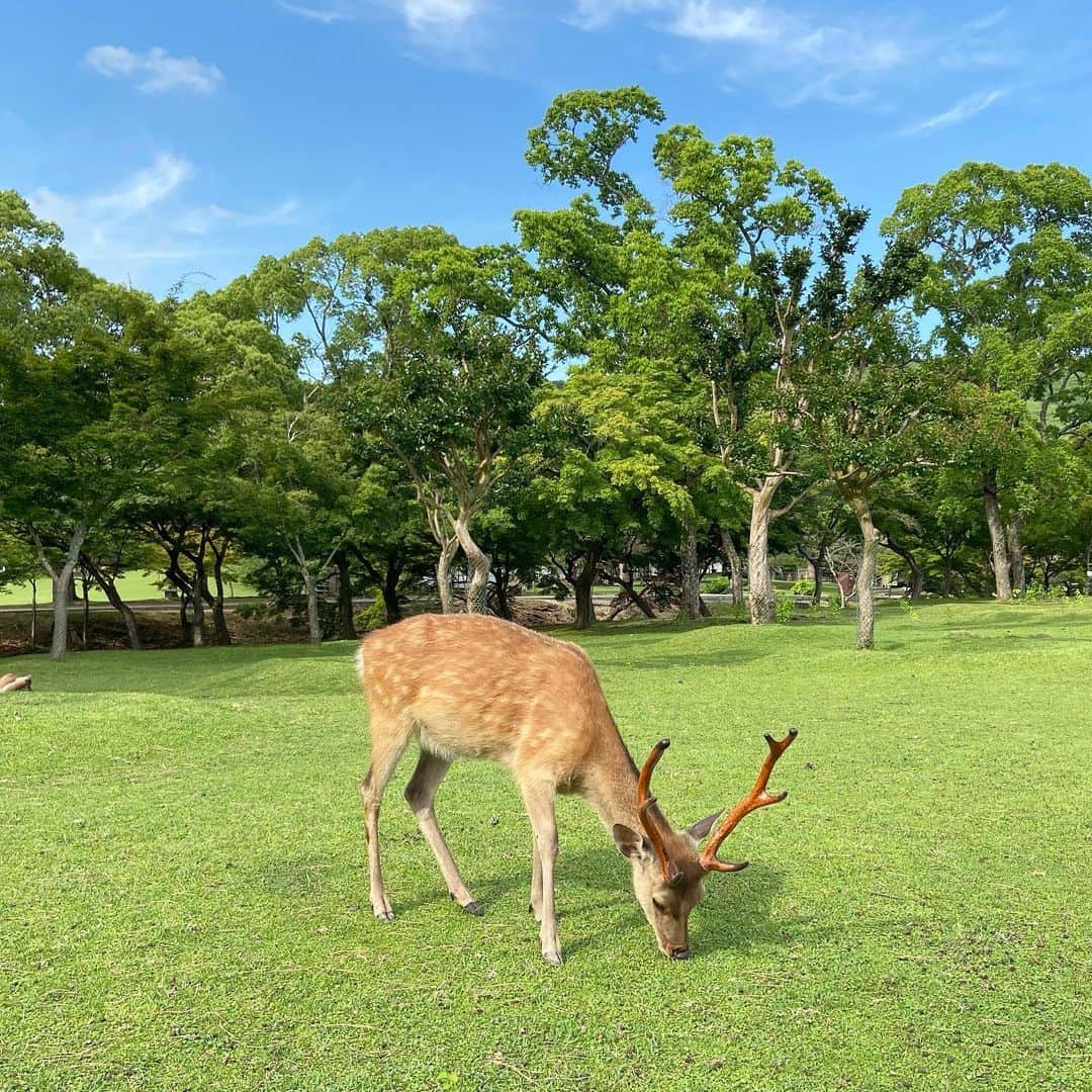 鈴木絢子さんのインスタグラム写真 - (鈴木絢子Instagram)「・ ・ 【🦌×ツノジュエリー】 久しぶりに奈良公園のシカさまに会いに行ってきました😊✨ ・ 自粛明け、ようやくジュエリー需要が戻ってきたと思いきや、、第二波の兆し。 早く収まりますように…との願いも込めて🙏　 ・ #楽天ツノジュエリー は#幸せを呼ぶ鹿の角 をモチーフにしていることもあり、春日参り＆鹿参りです🦌✨ ・ 人がいない、ほぼ鹿のみの奈良公園🦌 赤ちゃん鹿も生まれていて（接近は厳禁）鹿はのびのび。 ・ 本来の姿だと思えば、、 これはこれで良いのかもしれません🤗 ・ ・ 👉ツノジュエリーでは、 コロナ対策ネックレス発売中。 ・ #新型コロナに負けない！  #BeatTHEcorona！ を掲げ、該当商品販売において得られた利益は全て新型コロナウィルス感染症対策寄付金とさせていただきます。 ・ 該当商品は#楽天ツノジュエリー にて発売中です🌟 https://r10.to/hIjKSm ・ ・ ・ #ツノジュエリー #コロナ対策ジュエリー #寄付 #コロナに負けるな #祈願 #大人ジュエリー #ジュエリーコーディネーター #女子旅 #鹿 #赤ちゃん鹿 #動物の赤ちゃん #子鹿 #親子鹿 #動物好き #バンビ #春日大社 #鹿だまり #narajapan #narapark #Bambi #🦌」7月30日 23時19分 - ayako_suzuki810