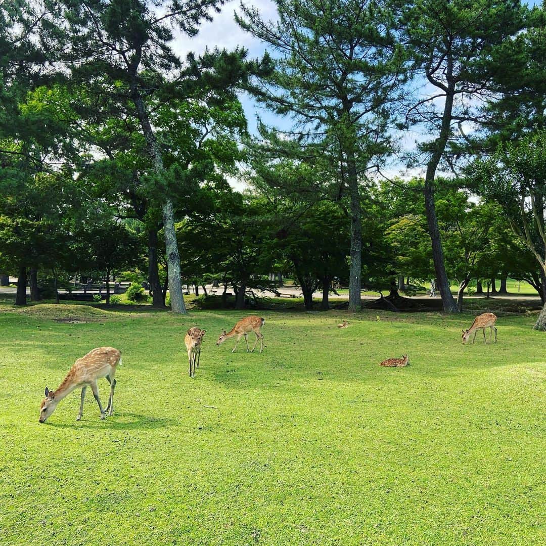 鈴木絢子さんのインスタグラム写真 - (鈴木絢子Instagram)「・ ・ 【🦌×ツノジュエリー】 久しぶりに奈良公園のシカさまに会いに行ってきました😊✨ ・ 自粛明け、ようやくジュエリー需要が戻ってきたと思いきや、、第二波の兆し。 早く収まりますように…との願いも込めて🙏　 ・ #楽天ツノジュエリー は#幸せを呼ぶ鹿の角 をモチーフにしていることもあり、春日参り＆鹿参りです🦌✨ ・ 人がいない、ほぼ鹿のみの奈良公園🦌 赤ちゃん鹿も生まれていて（接近は厳禁）鹿はのびのび。 ・ 本来の姿だと思えば、、 これはこれで良いのかもしれません🤗 ・ ・ 👉ツノジュエリーでは、 コロナ対策ネックレス発売中。 ・ #新型コロナに負けない！  #BeatTHEcorona！ を掲げ、該当商品販売において得られた利益は全て新型コロナウィルス感染症対策寄付金とさせていただきます。 ・ 該当商品は#楽天ツノジュエリー にて発売中です🌟 https://r10.to/hIjKSm ・ ・ ・ #ツノジュエリー #コロナ対策ジュエリー #寄付 #コロナに負けるな #祈願 #大人ジュエリー #ジュエリーコーディネーター #女子旅 #鹿 #赤ちゃん鹿 #動物の赤ちゃん #子鹿 #親子鹿 #動物好き #バンビ #春日大社 #鹿だまり #narajapan #narapark #Bambi #🦌」7月30日 23時19分 - ayako_suzuki810